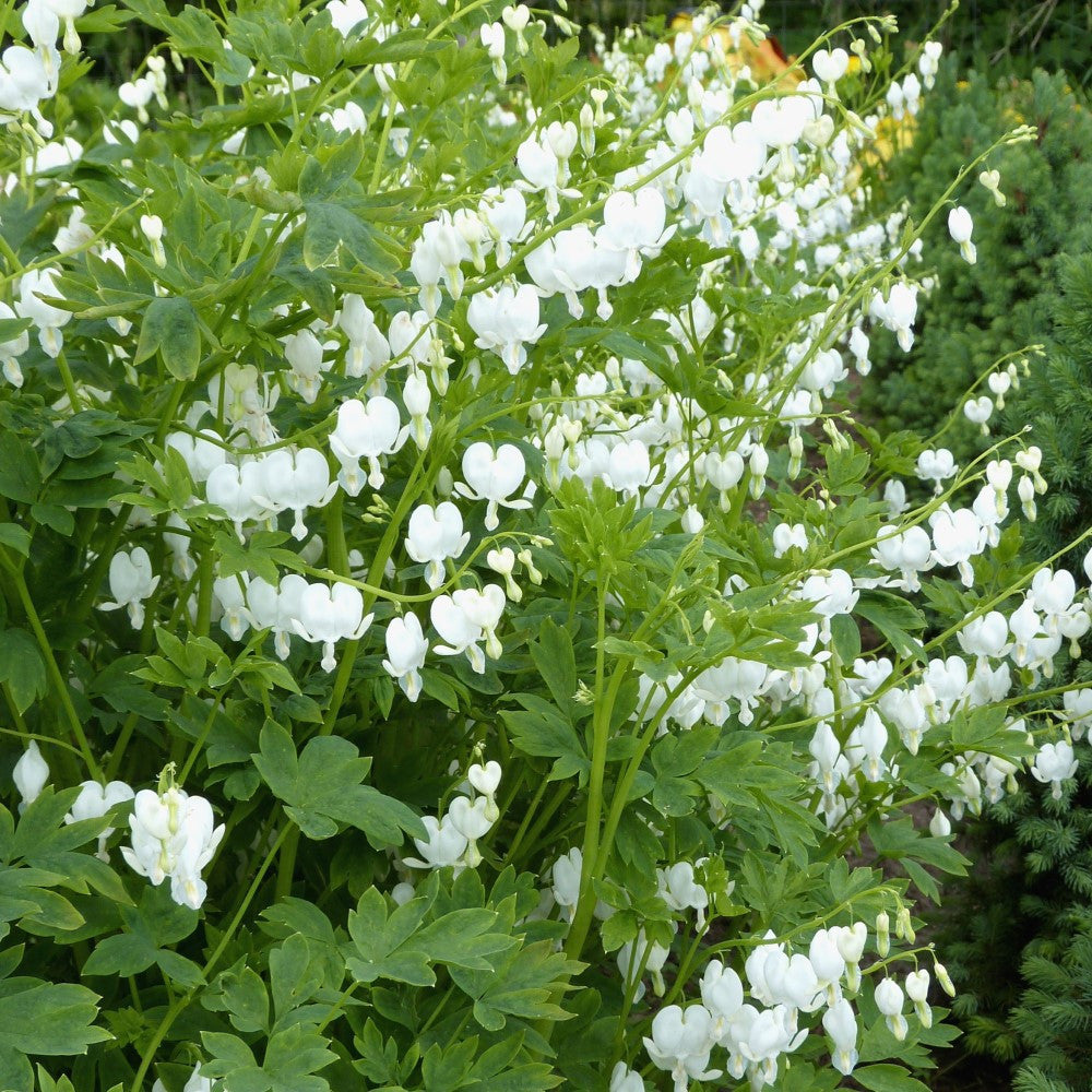 OLD FASHIONED BLEEDING HEARTS WHITE BULBS - PACK OF 2