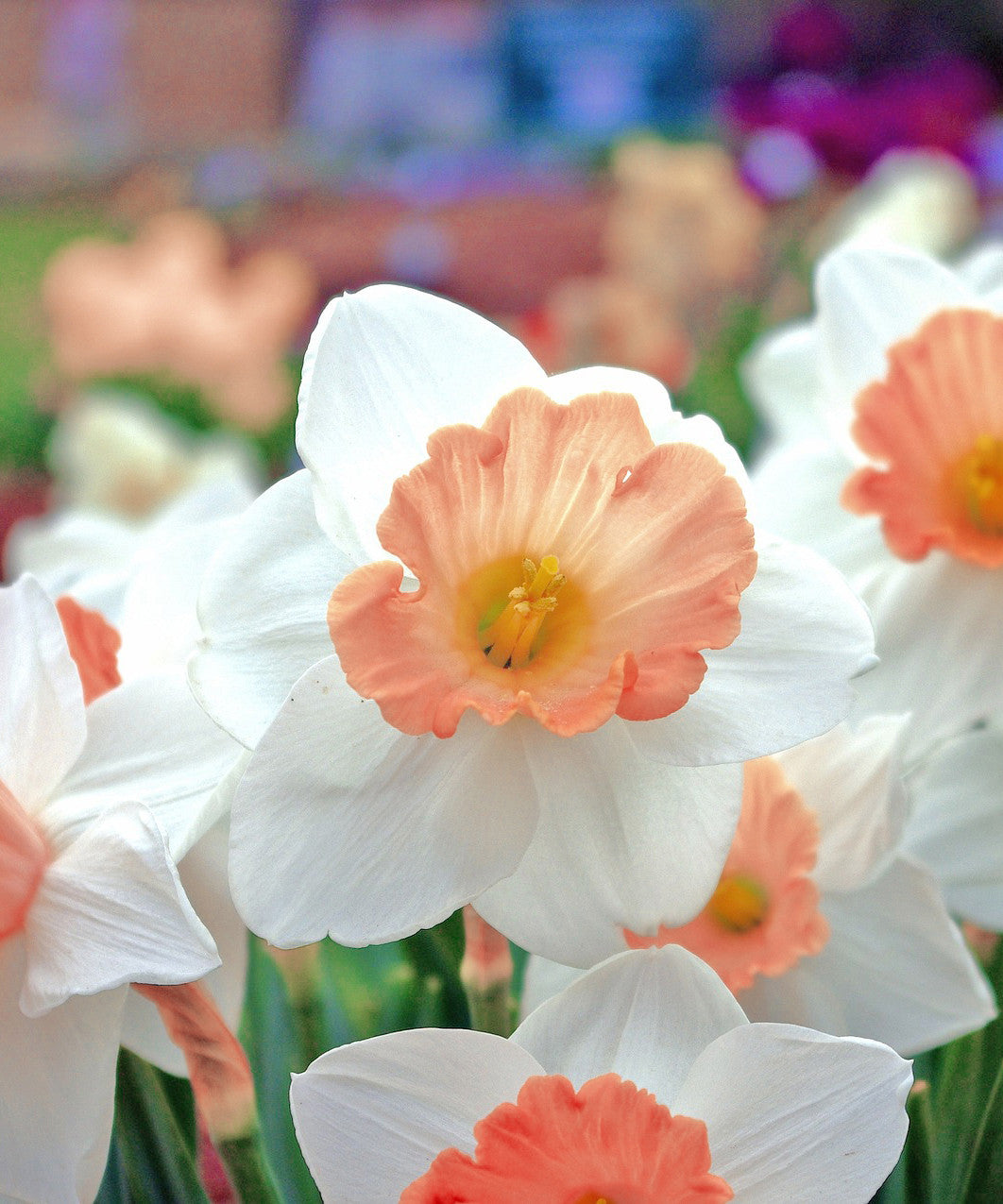 PINK DAFFODIL FLOWER BULBS - PACK OF 6
