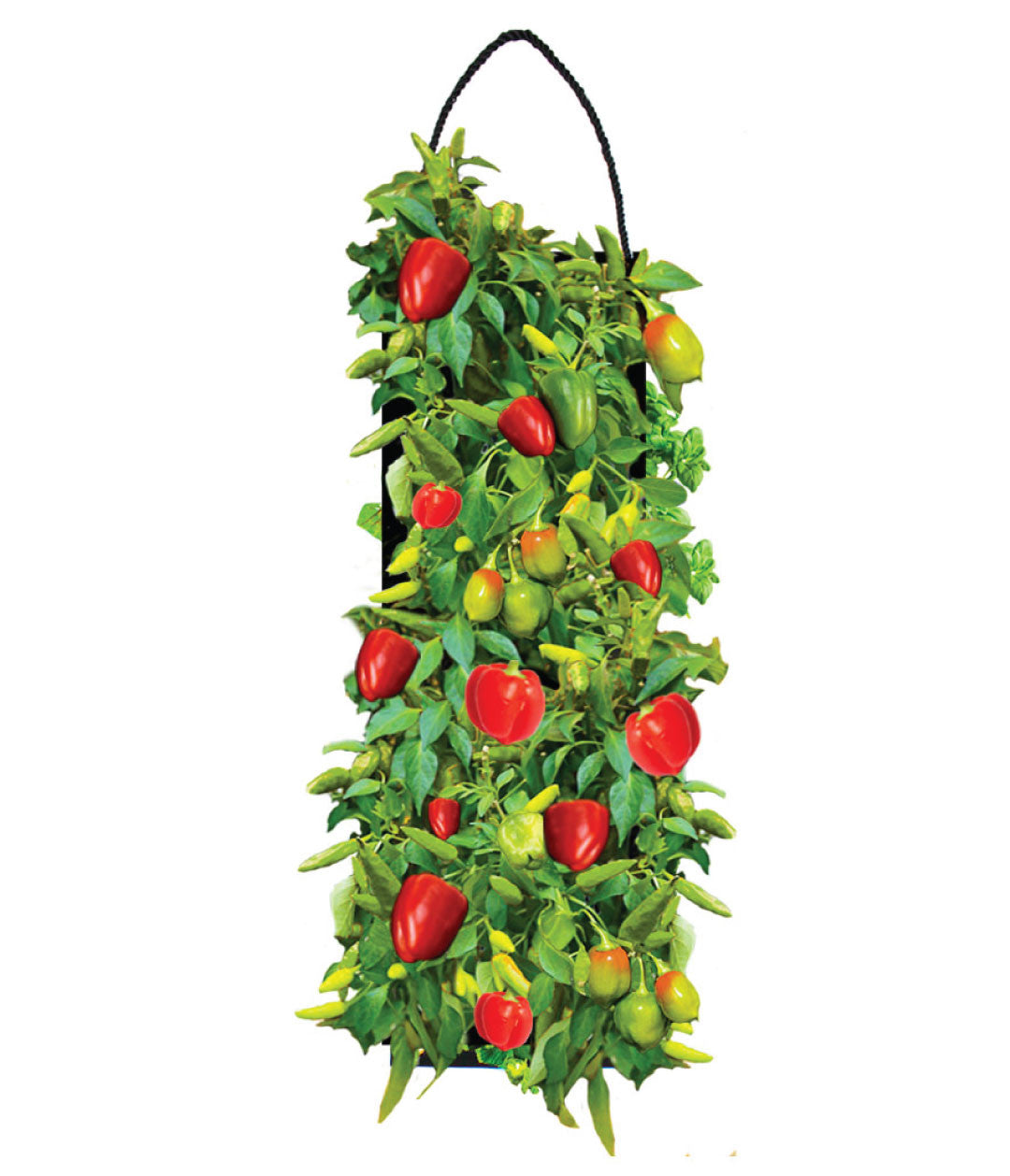 ORGANIC SWEET BELL PEPPER HANGING SEED BAG WITH SOIL BLOCK