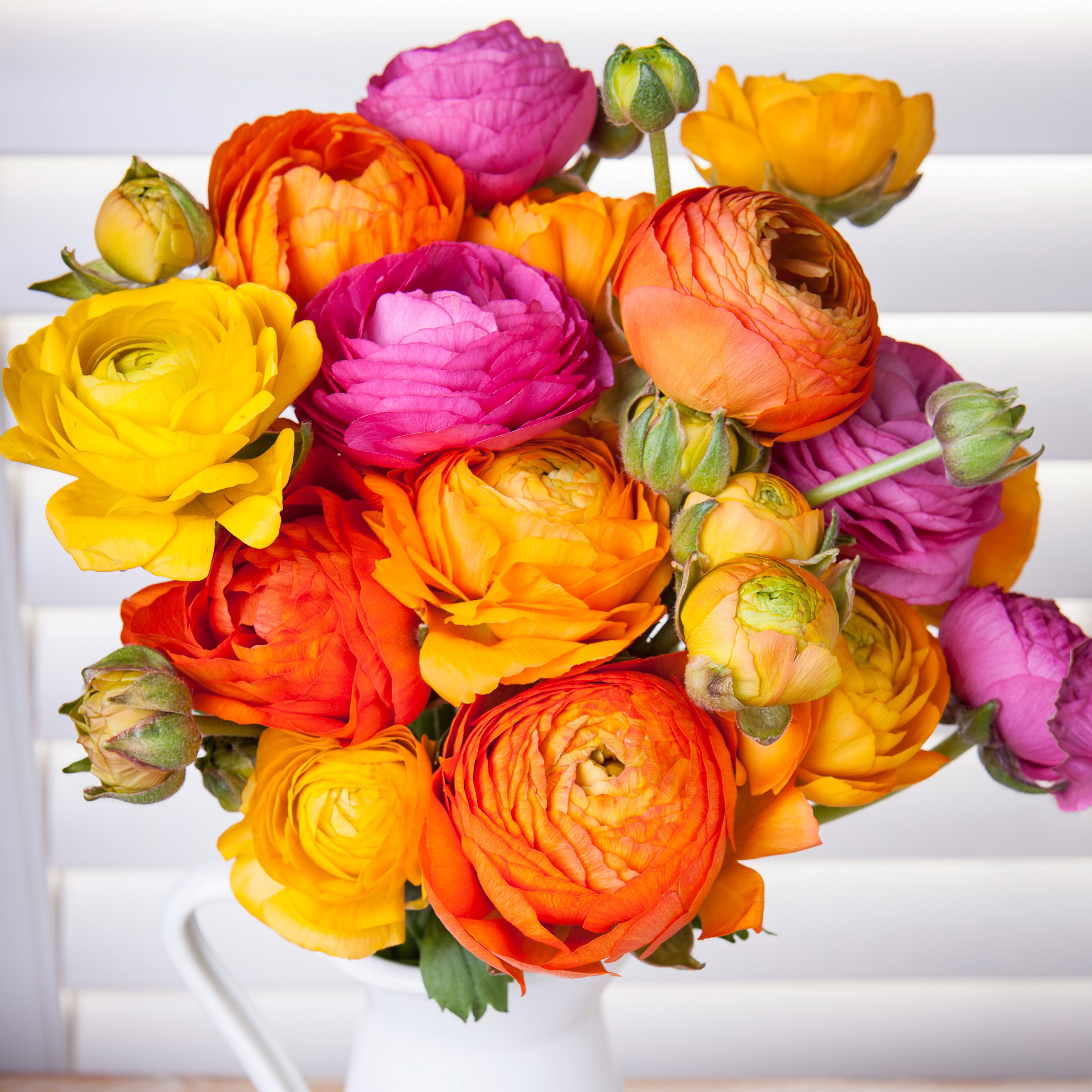 PERSIAN DOUBLE BUTTERCUP FLOWER BULBS - PACK OF 15