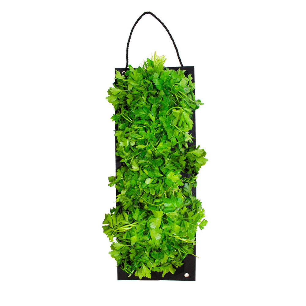 ORGANIC PARSLEY HANGING SEED BAG WITH SOIL BLOCK