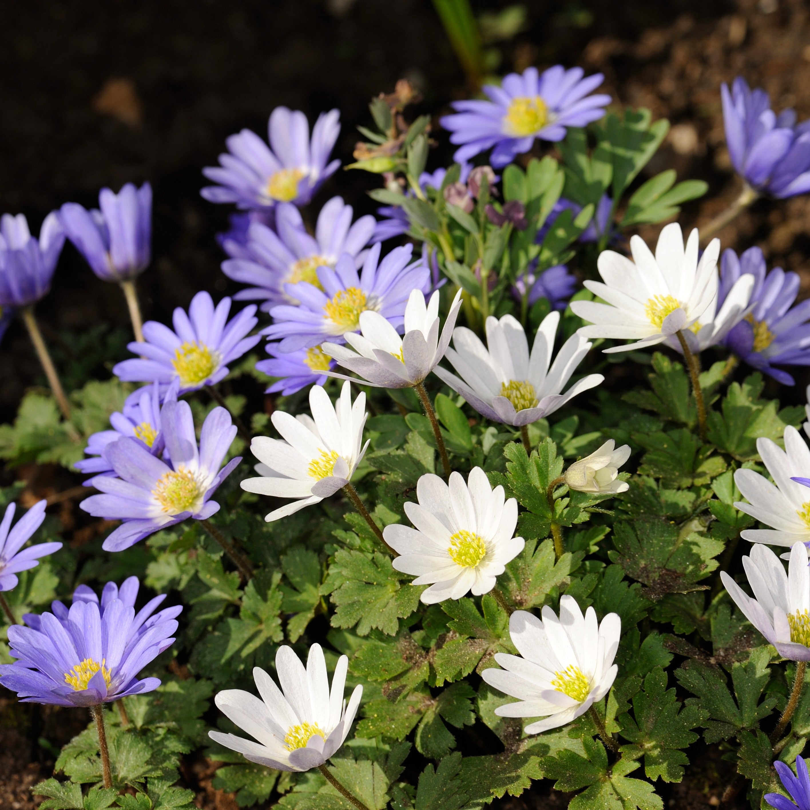 MIXED ANEMONE BLANDA BULBS - PACK OF 30