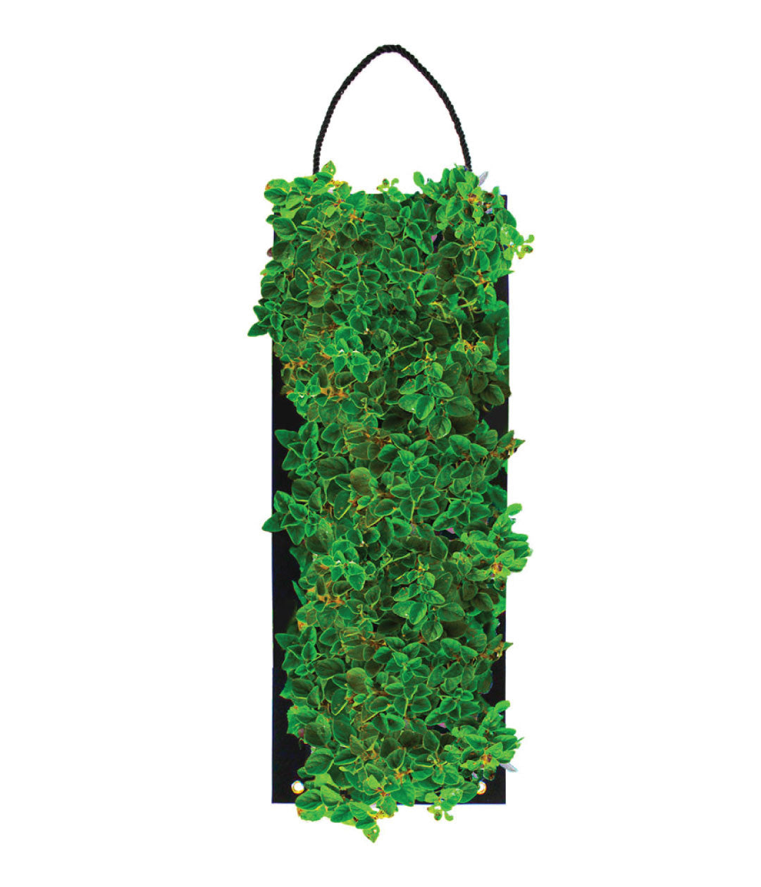 ORGANIC OREGANO HANGING SEED BAG WITH SOIL BLOCK