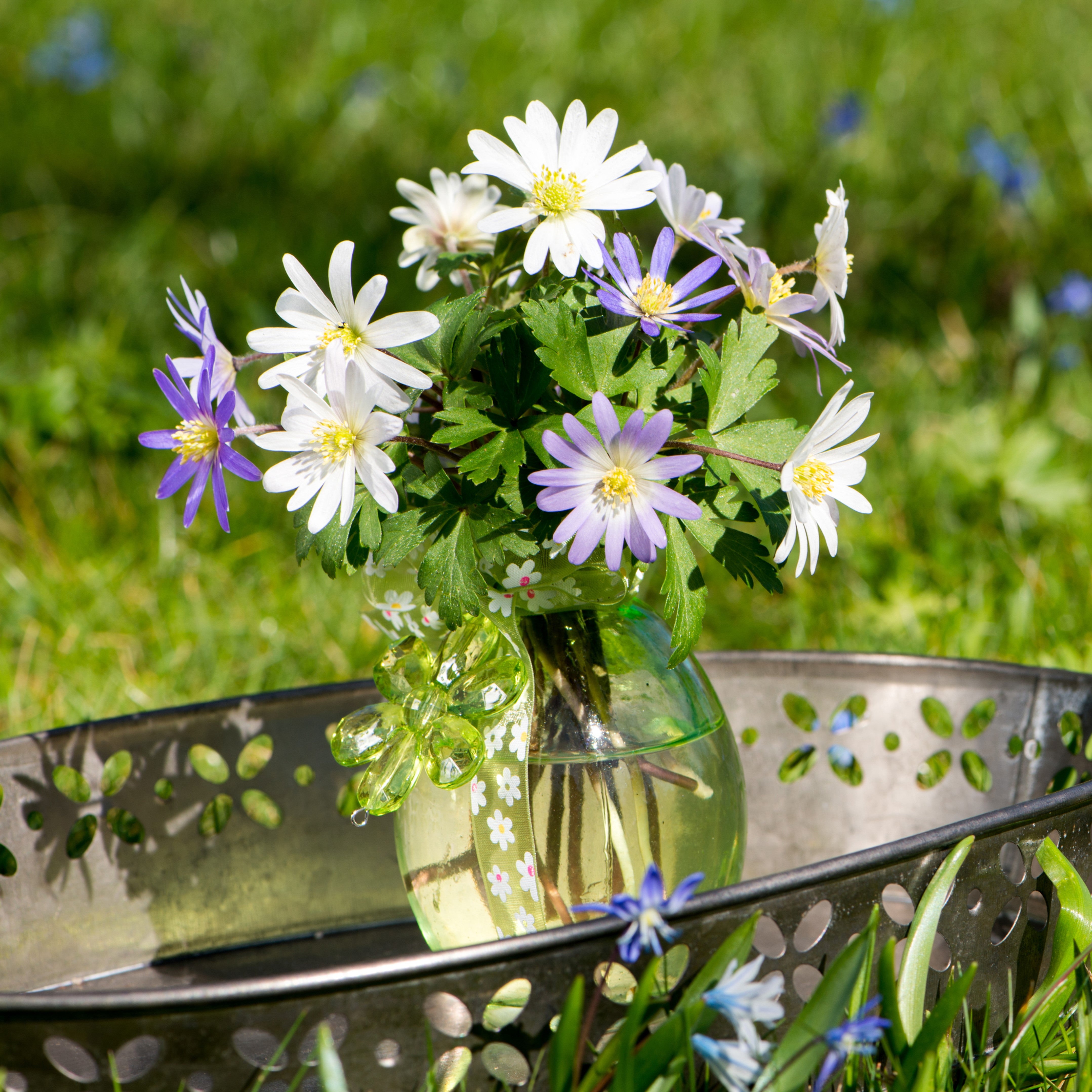 MIXED ANEMONE BLANDA BULBS - PACK OF 30