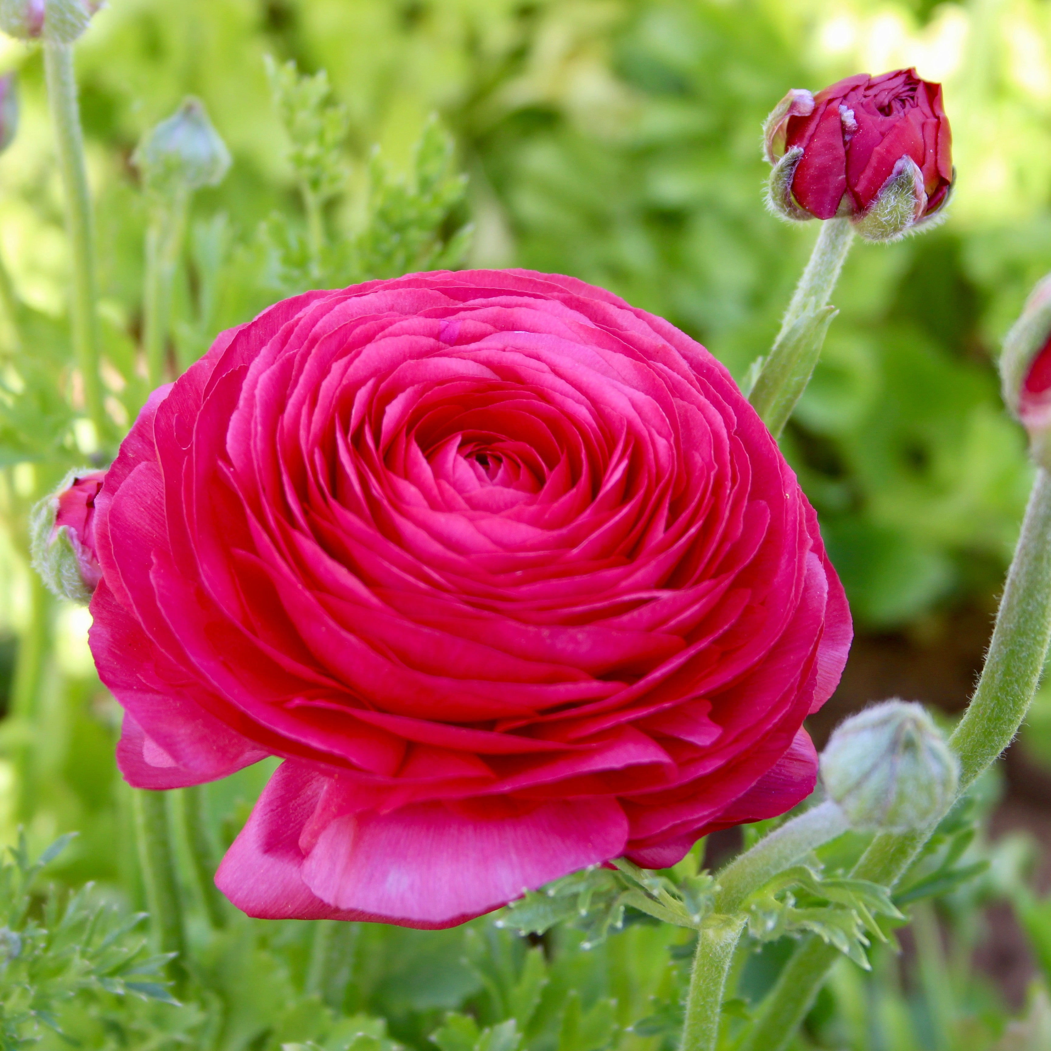 PERSIAN DOUBLE BUTTERCUP FLOWER BULBS - PACK OF 15