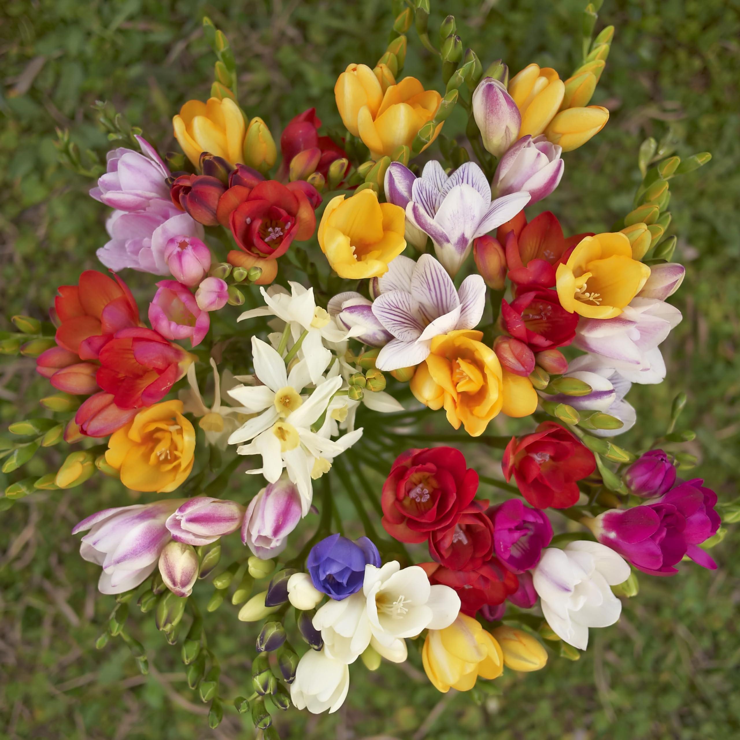 Fragrant Freesia Colorful Mixed Perennial Flowers - 30 Bulbs - Vibrant, Variety Colorful, Fragrant Flower Perfect for Gardens - Easy to Grow - Attracts Butterflies, Bees & Hummingbirds