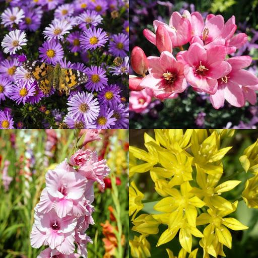 100 Bulbs Complete Spring & Summer Colorful Blooming Flower Garden - Attracting Bees, Butterflies, Hummingbirds & Pollinators with Beautiful Flowers