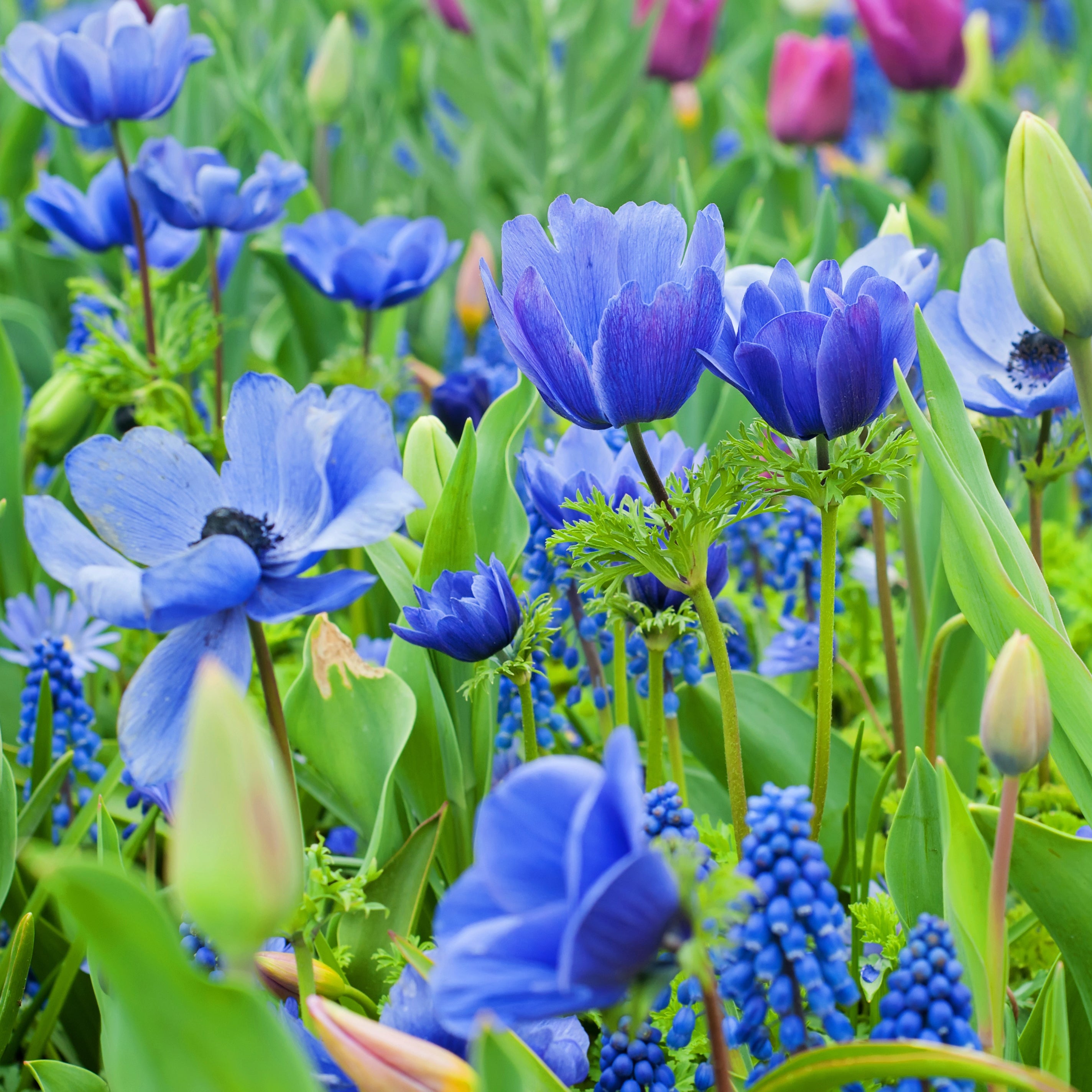 Blue Garden Flower Bulb Collection – Mixed Blue Spring Blooming Perennials