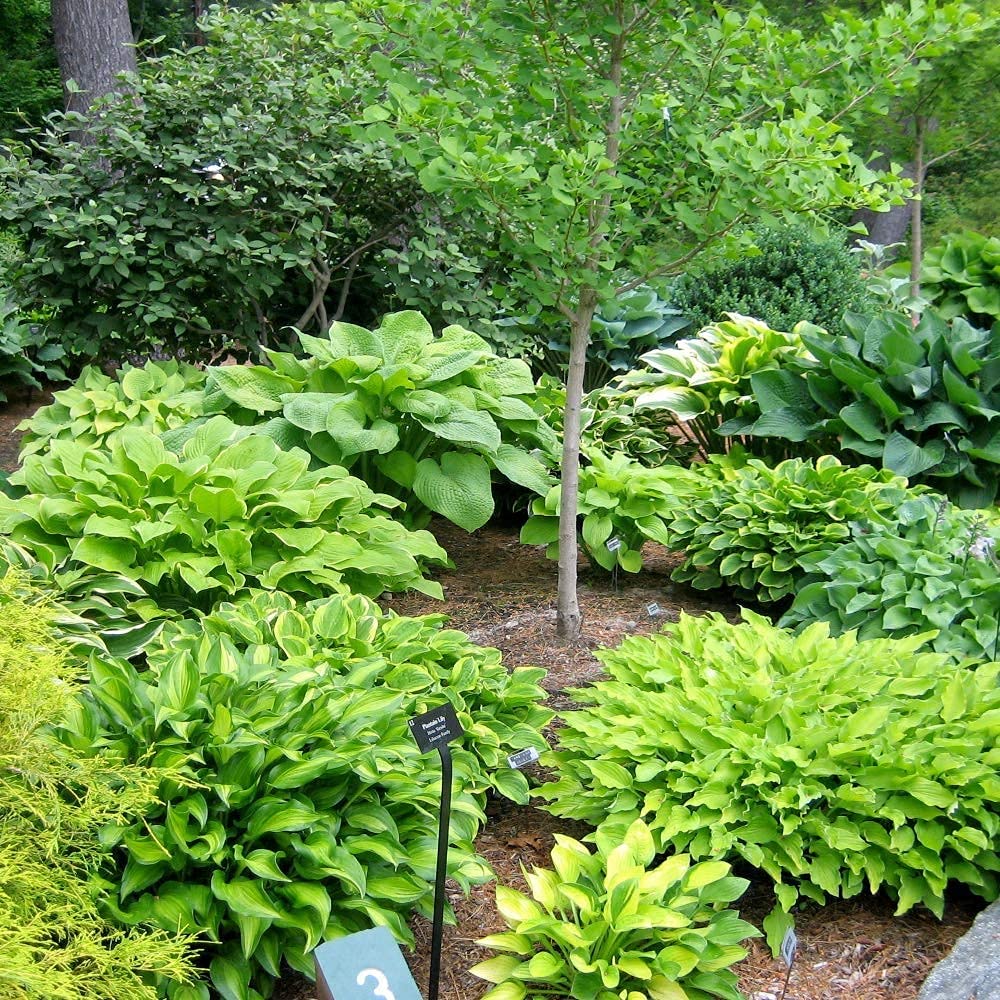 Hardy Mixed Heart-Shaped Hosta - 6, 12 or 24 Pack of Bare Roots - Rich Green Foliage, Low Maintenance, Heart Shaped Leaves Great Perennials