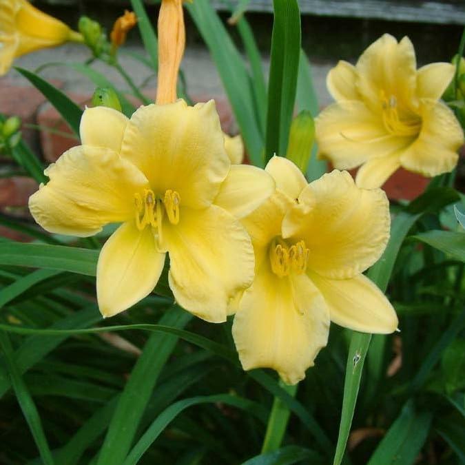 American Mixed Daylily Flowers - 3 Bare Root Flowers - Beautiful, Rich Golden Stella D'oro Flowers with Ruffled Edges - Attracts Butterflies, Bees & Hummingbirds