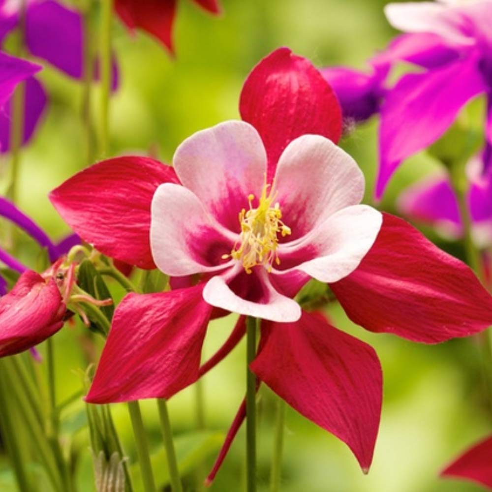 Sweet Caroline Columbine Flower Bulb Collection - Mix of Beautiful Pink, Purple, Red, White and Yellow Blooms - 5 Flower Bulbs (Pack of 5)