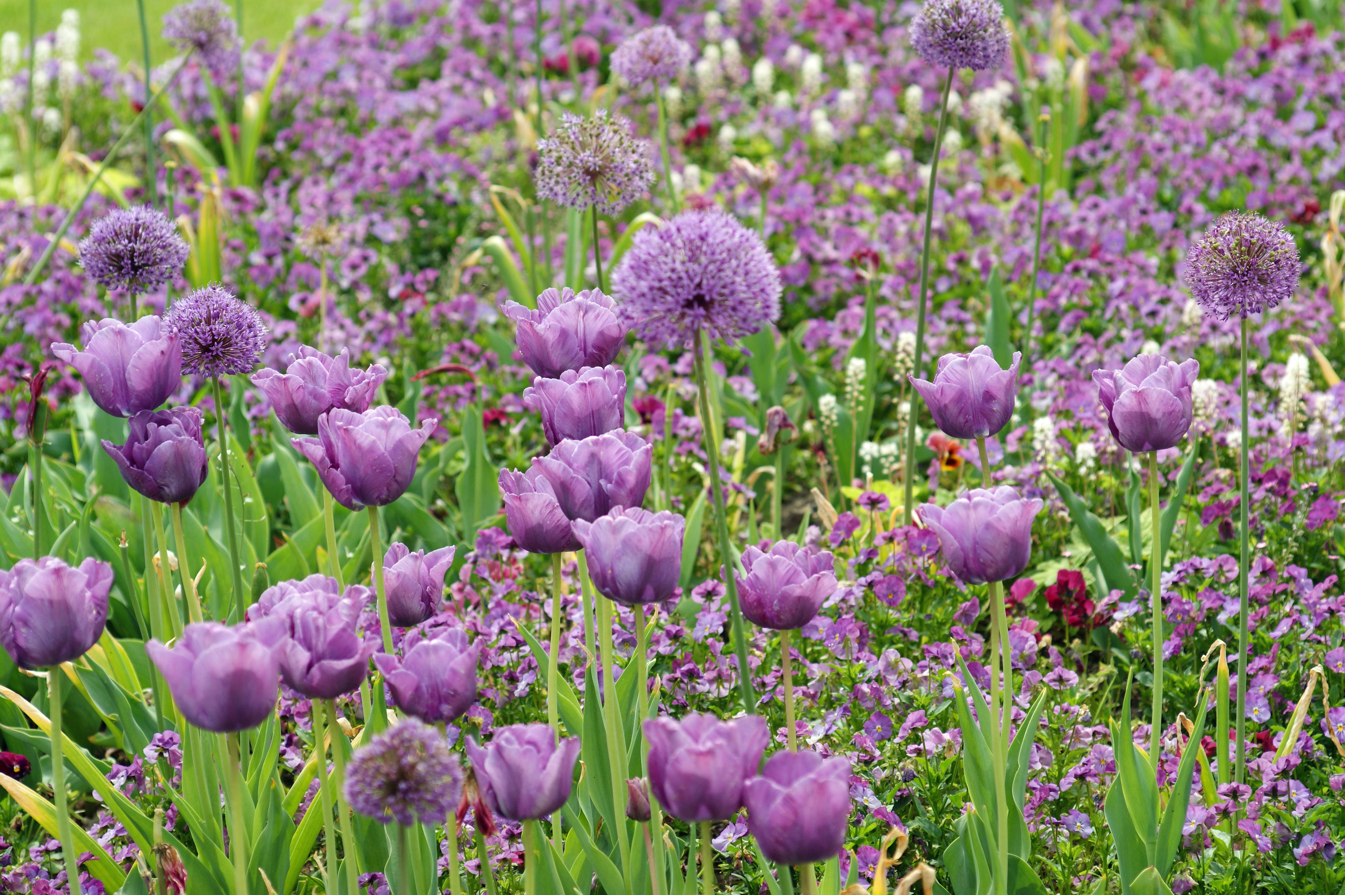 Blue Garden Flower Bulb Collection – Mixed Blue Spring Blooming Perennials