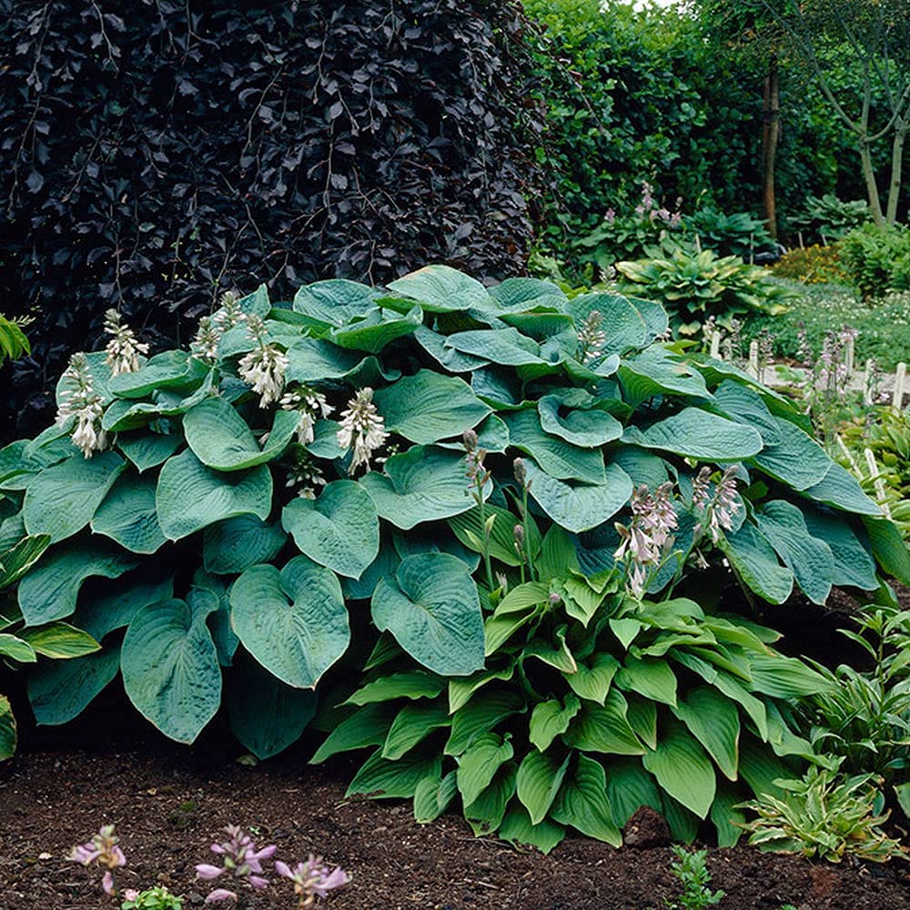 Giant Hosta Perennial Mix - 3 Bare Root Plants - Large Blue-Green and Yellow-Green Leaves - Perfect for Landscaping, Shade Garden - Easy to Grow!