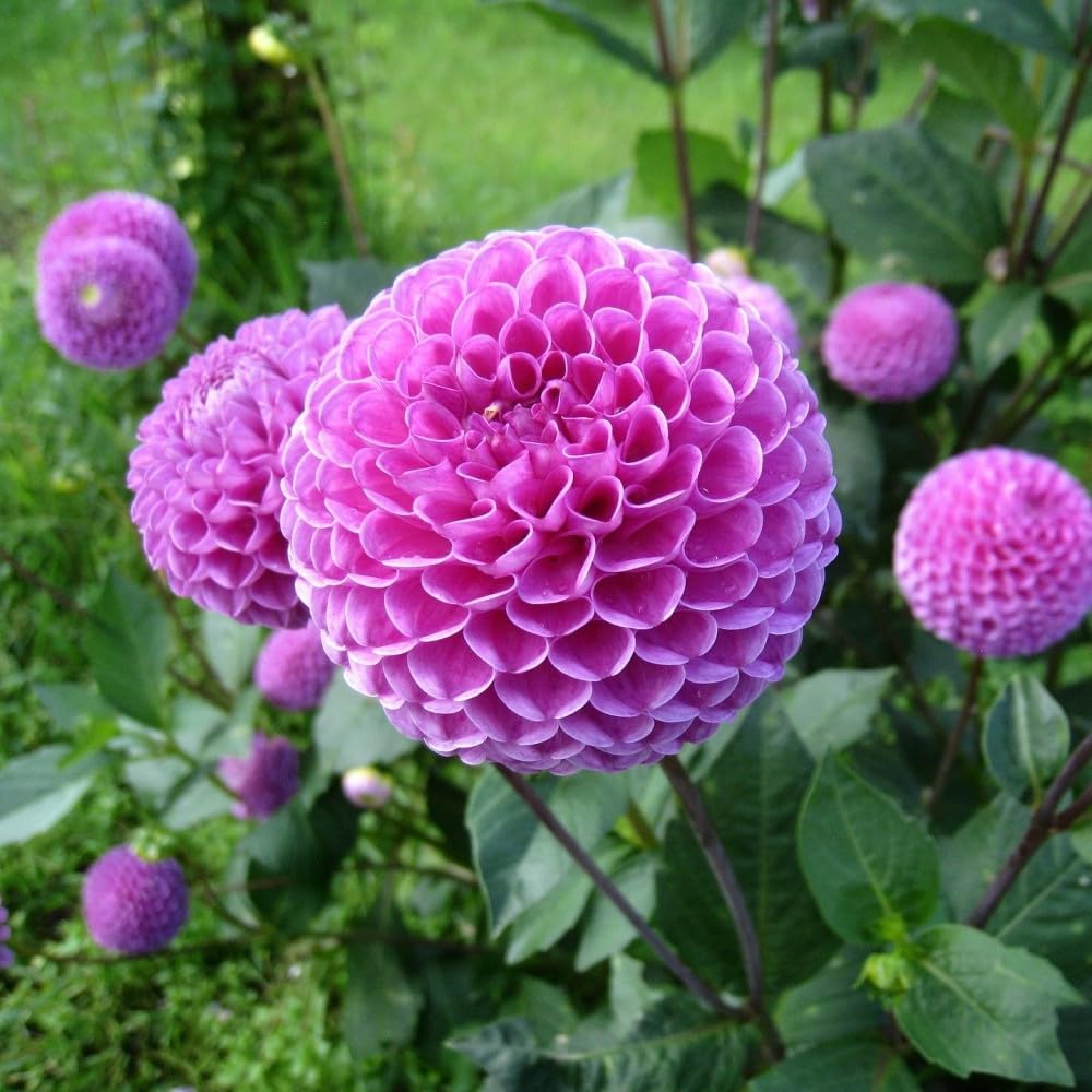 7 Grand Duchess Lilac Dahlia Flowers Bulbs - Colorful Purple Spiky Flowers, Easy to Grow - Attracts Butterflies, Bees & Hummingbirds - Touch of ECO