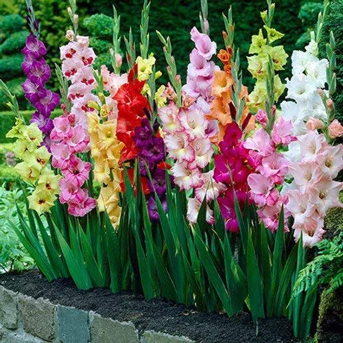 Giant Gladiolus Colorful Mixed Flowers - 40 Bulbs - Beautiful Shades of Pink, Purple, Red, Yellow & Orange - Attracts Butterflies, Bees & Hummingbirds in and Around Your House and Garden