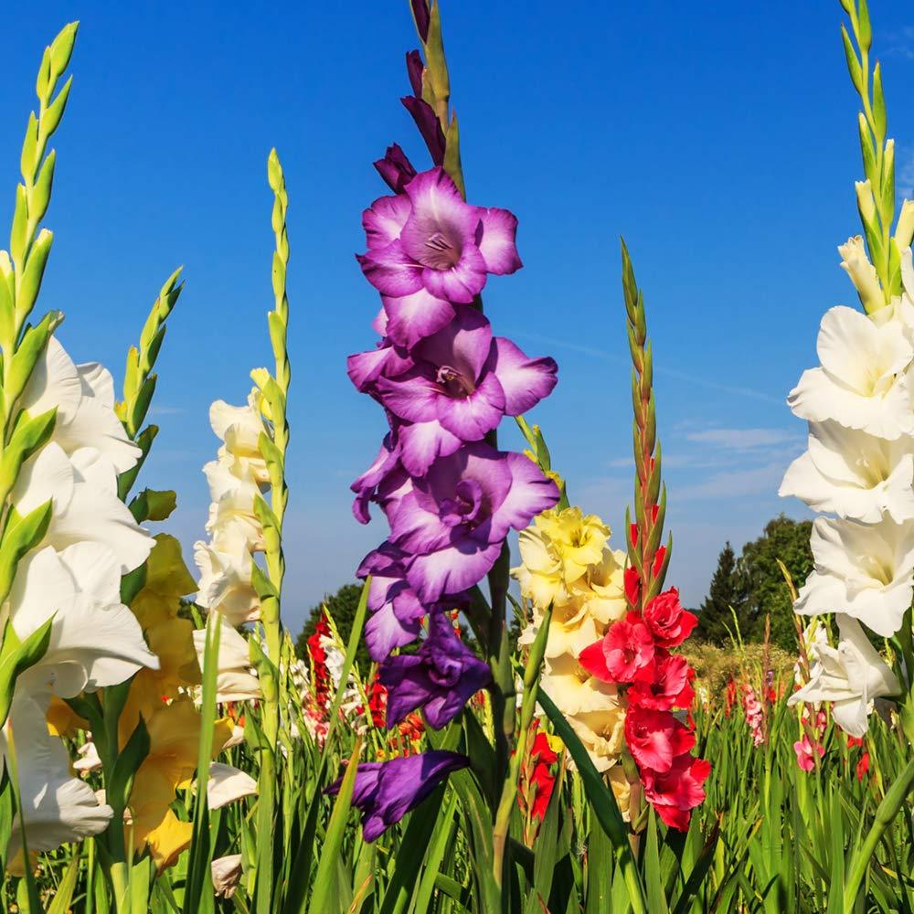 Giant Gladiolus Colorful Mixed Flowers 40 Bulbs