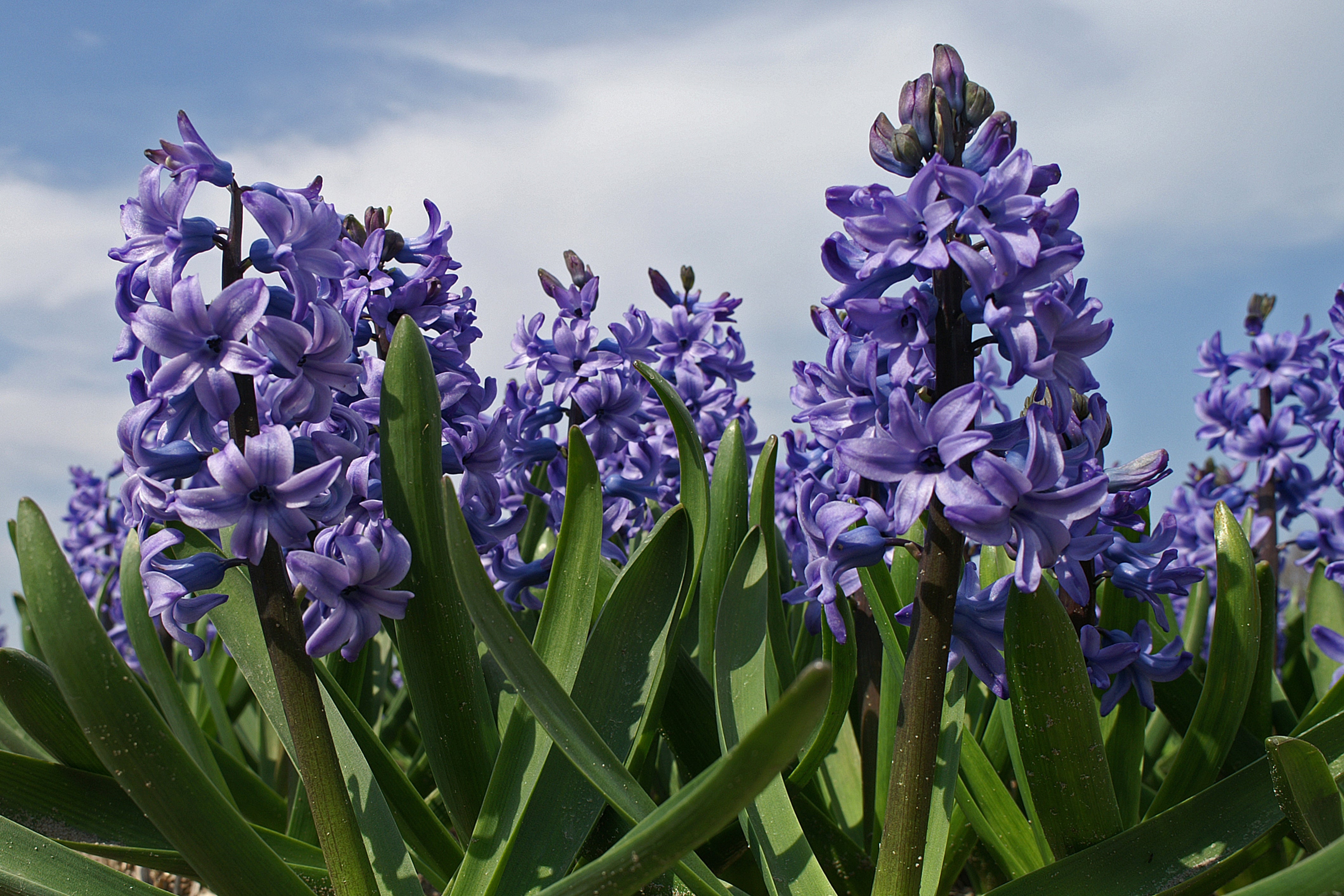 Blue Tango Double Hyacinth Flower Bulbs – Fragrant Blue Blooms – Deer Resistant, Bee Friendly