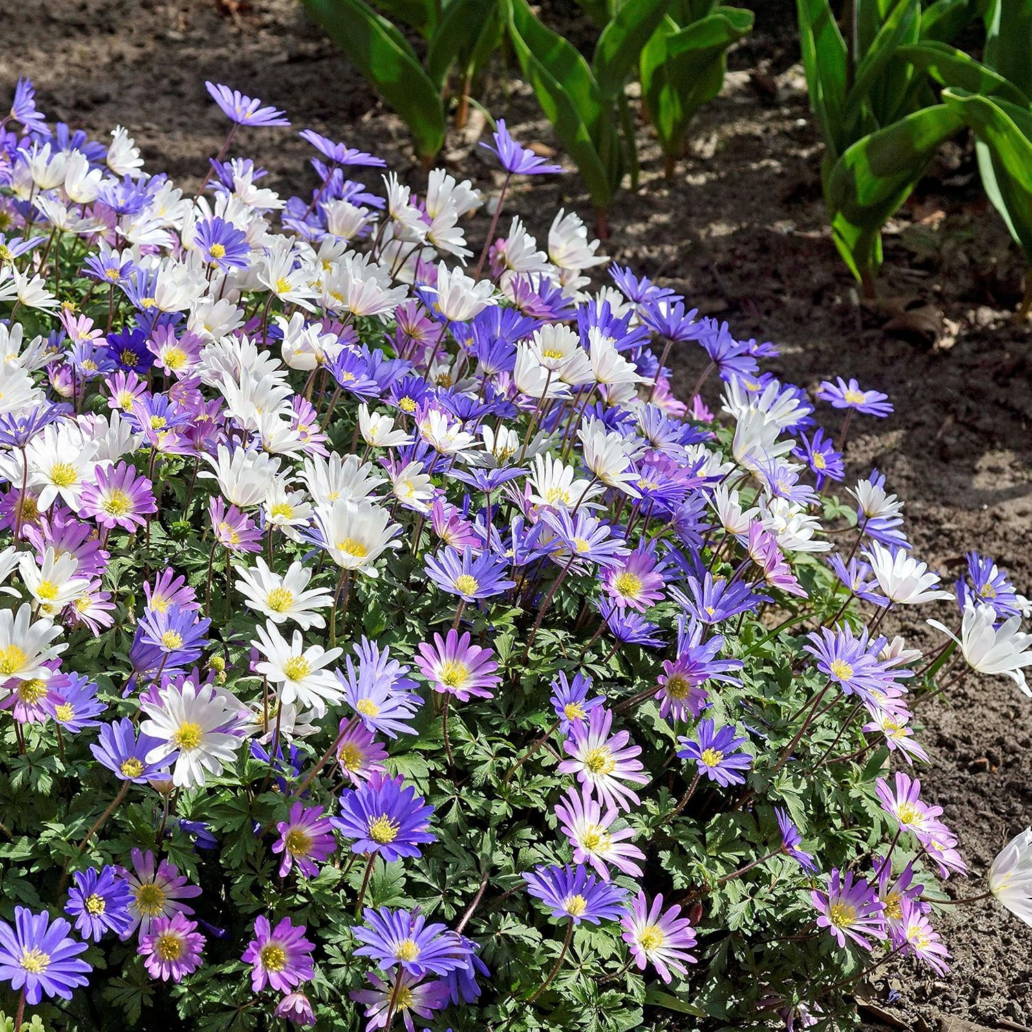 Anemone Dutch Fireworks Flower Bulbs Mix - Beautiful and Bright Flowers Perfect for Gardens - Includes 15 or 30 Flower Bulbs