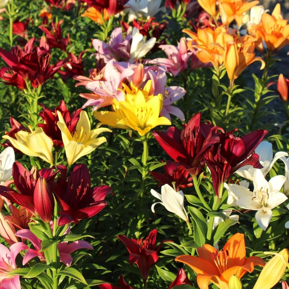 Lilium Oohs and Aahs Mixed Perennial Flower Bulbs - 10 Bulbs with Bright Red, Yellows, Magentas, Golds & Oranges - Winter Hardy, 30-42 Inches Tall, Bloom Mid Summer