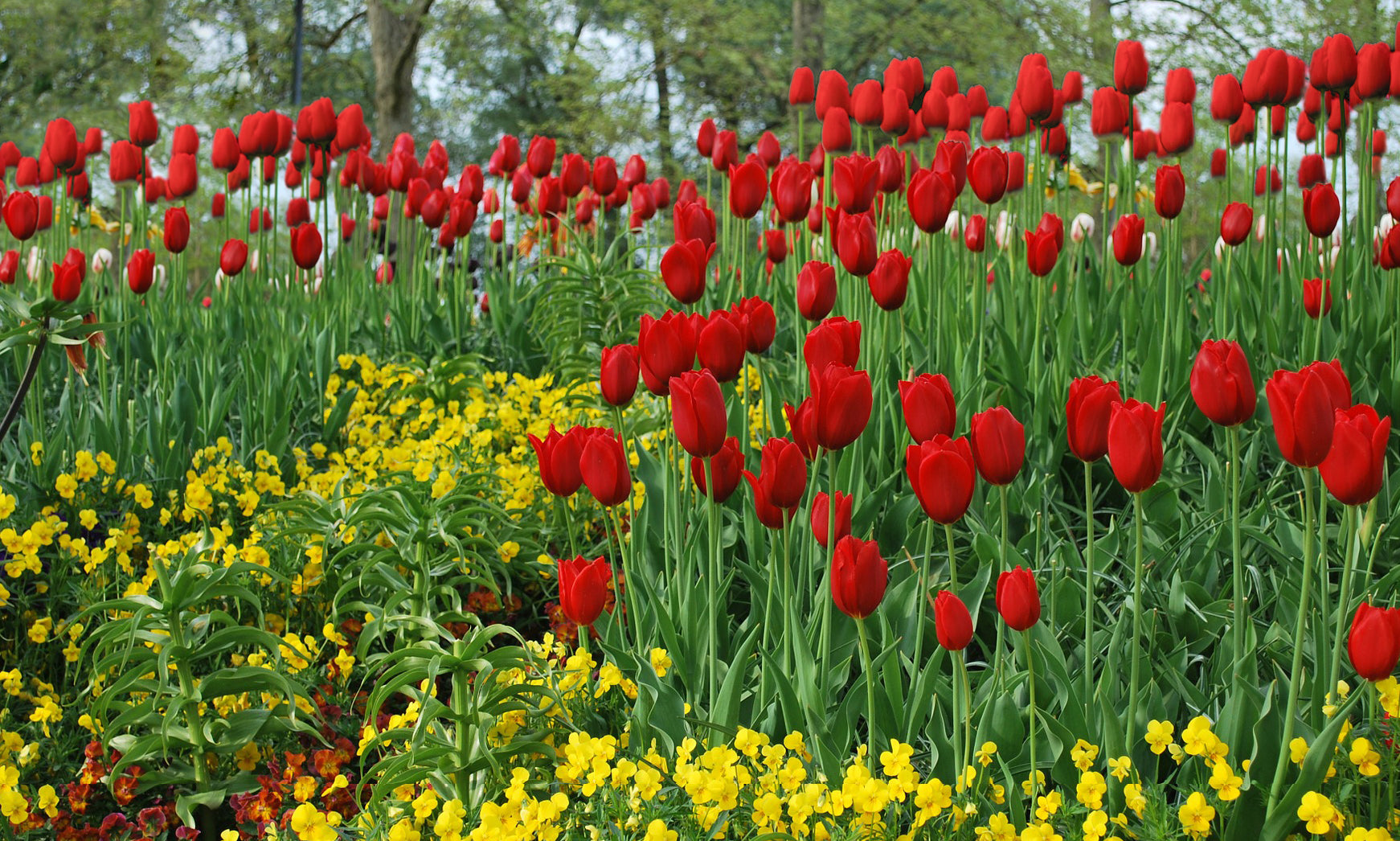 SCARLET SKYSCRAPER TULIP FLOWERS - 10 BULBS image 0