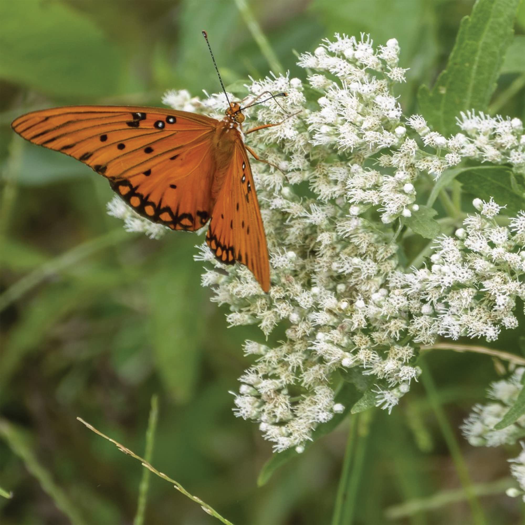 Snowy White Baby's Breath Flower Bulbs