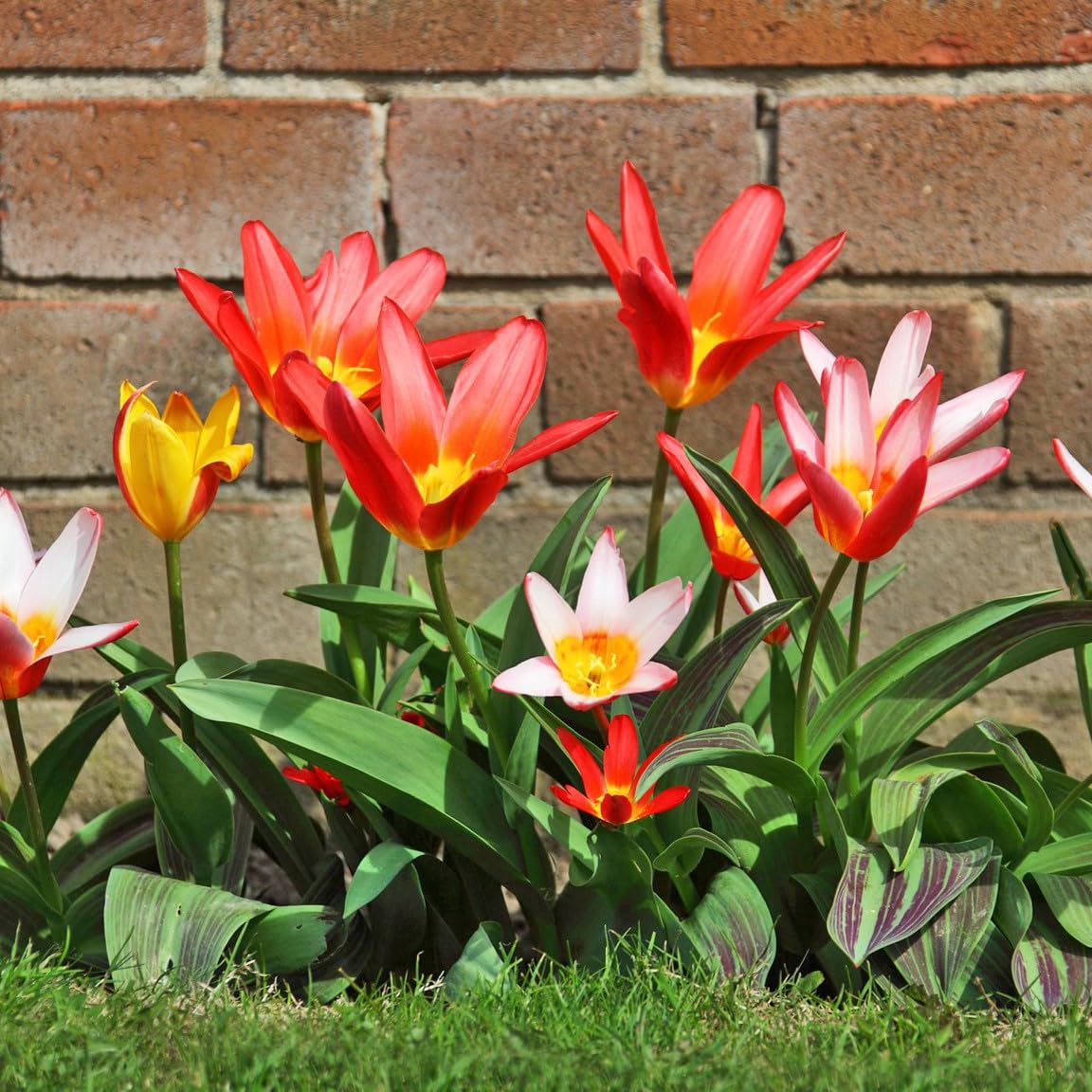 Easy Ground Cover Tulip Tarda Flowers-12 Bulbs-Add a Beautiful Mix of Colors in Yellow, Red, Orange, White to Your Home, Landscape, Garden-Spring Blooming Perennials-Attracts Butterflies & Bees