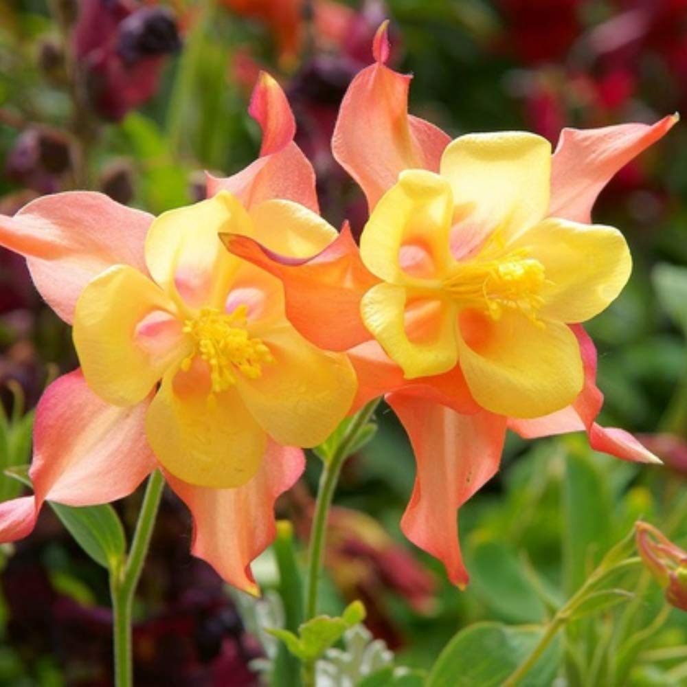 Sweet Caroline Columbine Flower Bulb Collection - Mix of Beautiful Pink, Purple, Red, White and Yellow Blooms - 5 Flower Bulbs (Pack of 5)