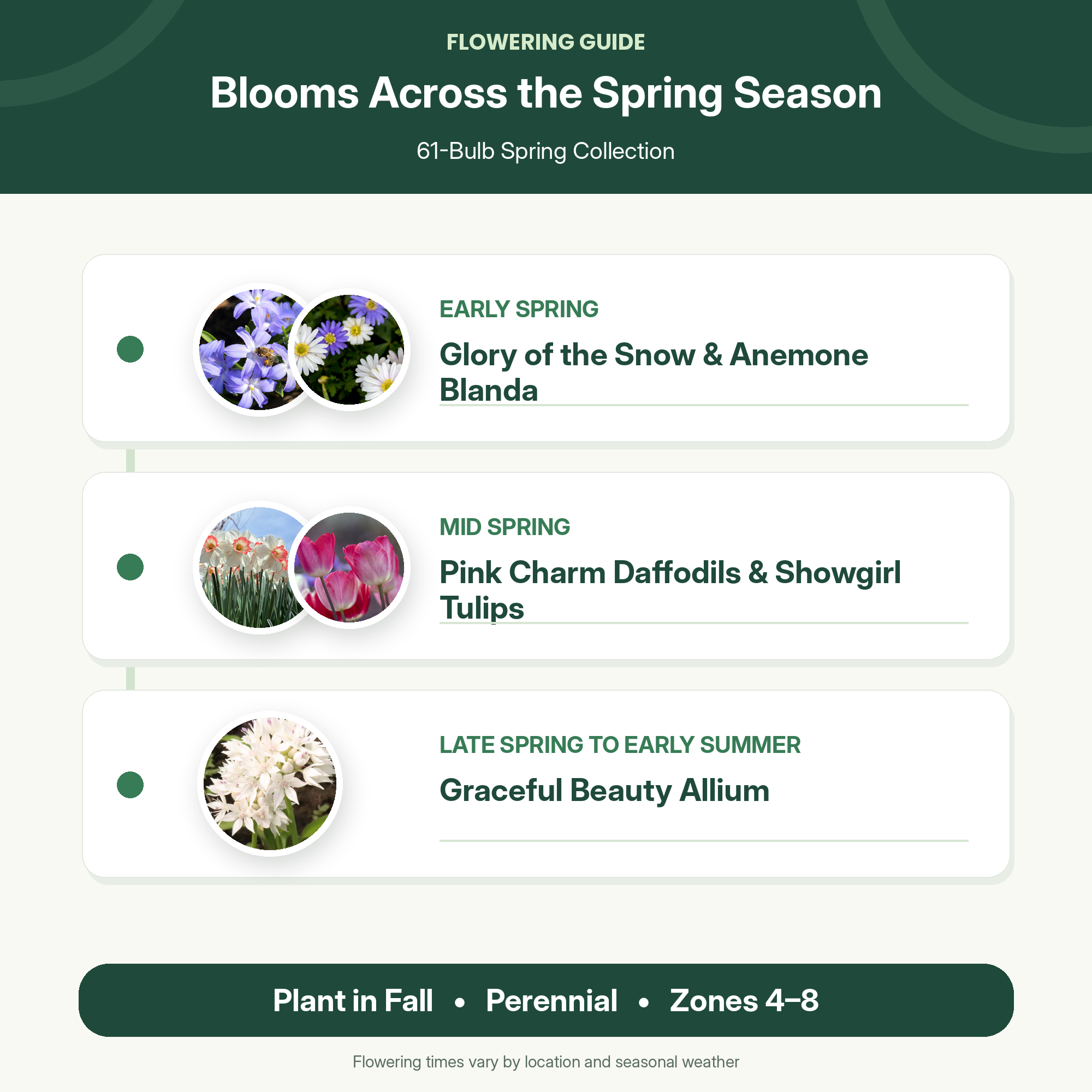 Spring Flower Bulbs Collection for Fall Planting – Tulips, Pink Daffodils, Allium, Anemone & Glory of the Snow – Perennial Bulb Mix