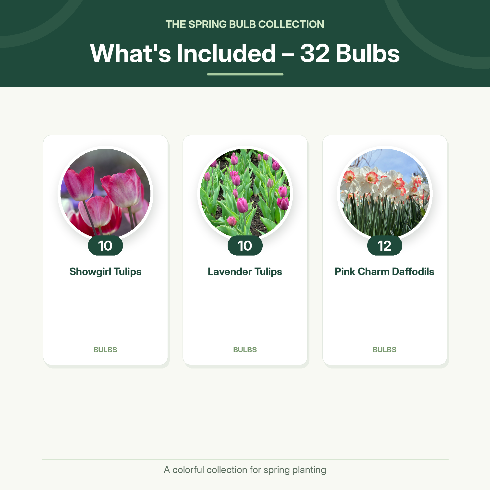Spring Flower Bulbs Collection for Fall Planting – Tulips, Pink Daffodils, Allium, Anemone & Glory of the Snow – Perennial Bulb Mix