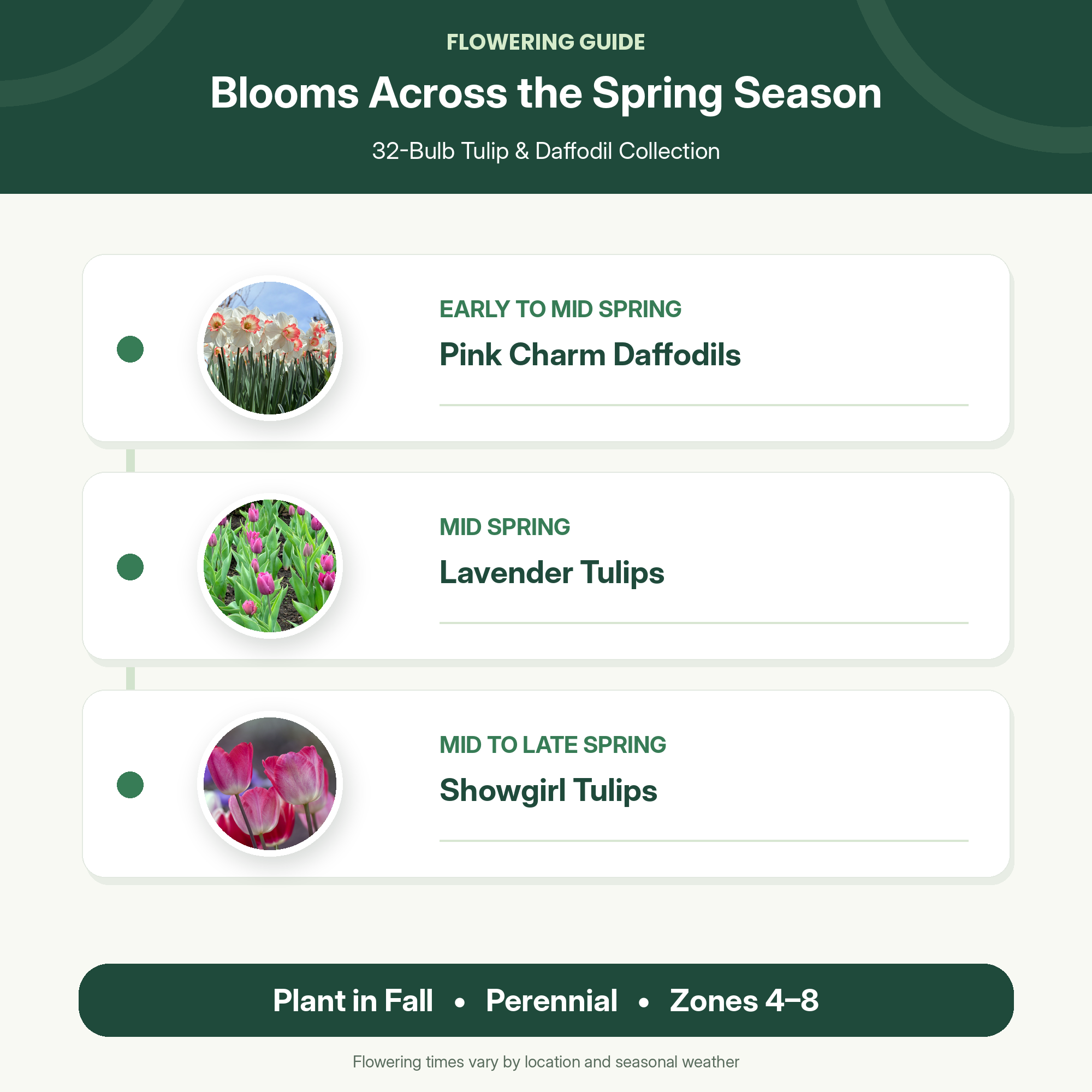 Spring Flower Bulbs Collection for Fall Planting – Tulips, Pink Daffodils, Allium, Anemone & Glory of the Snow – Perennial Bulb Mix