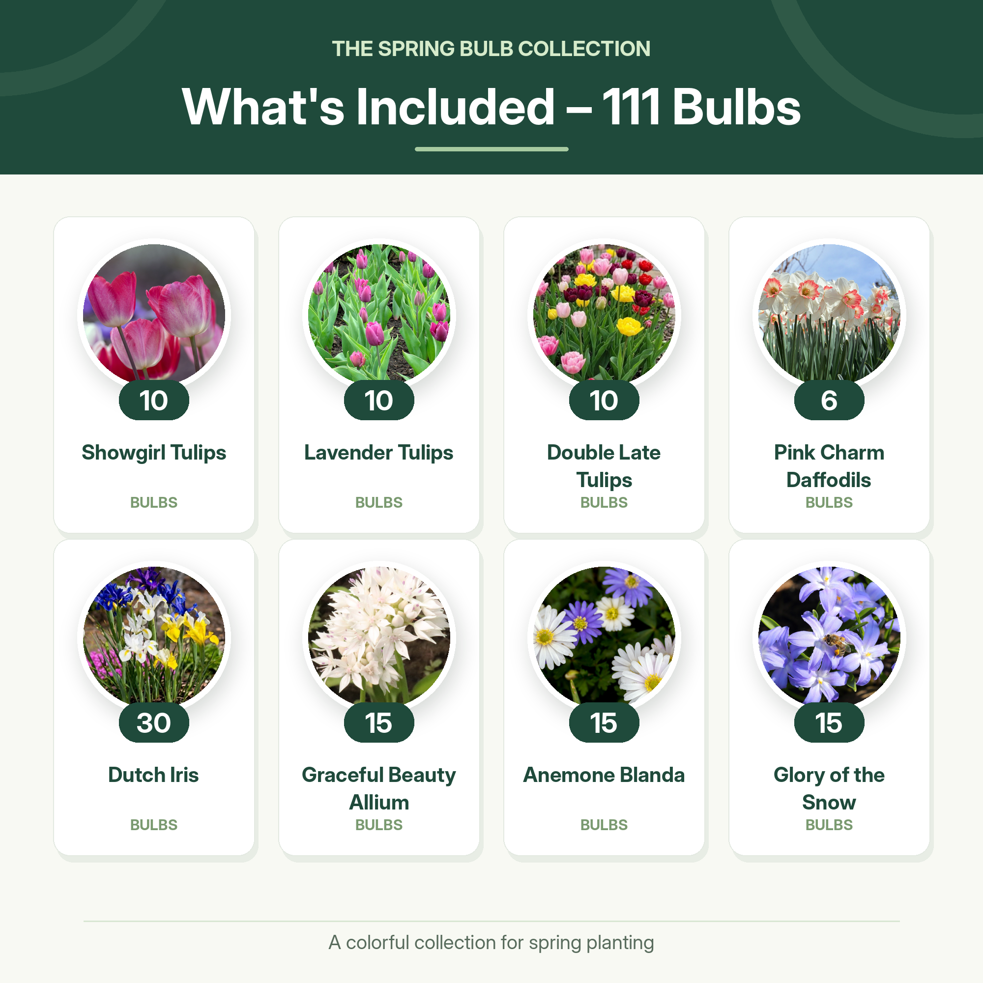 Spring Flower Bulbs Collection for Fall Planting – Tulips, Pink Daffodils, Allium, Anemone & Glory of the Snow – Perennial Bulb Mix