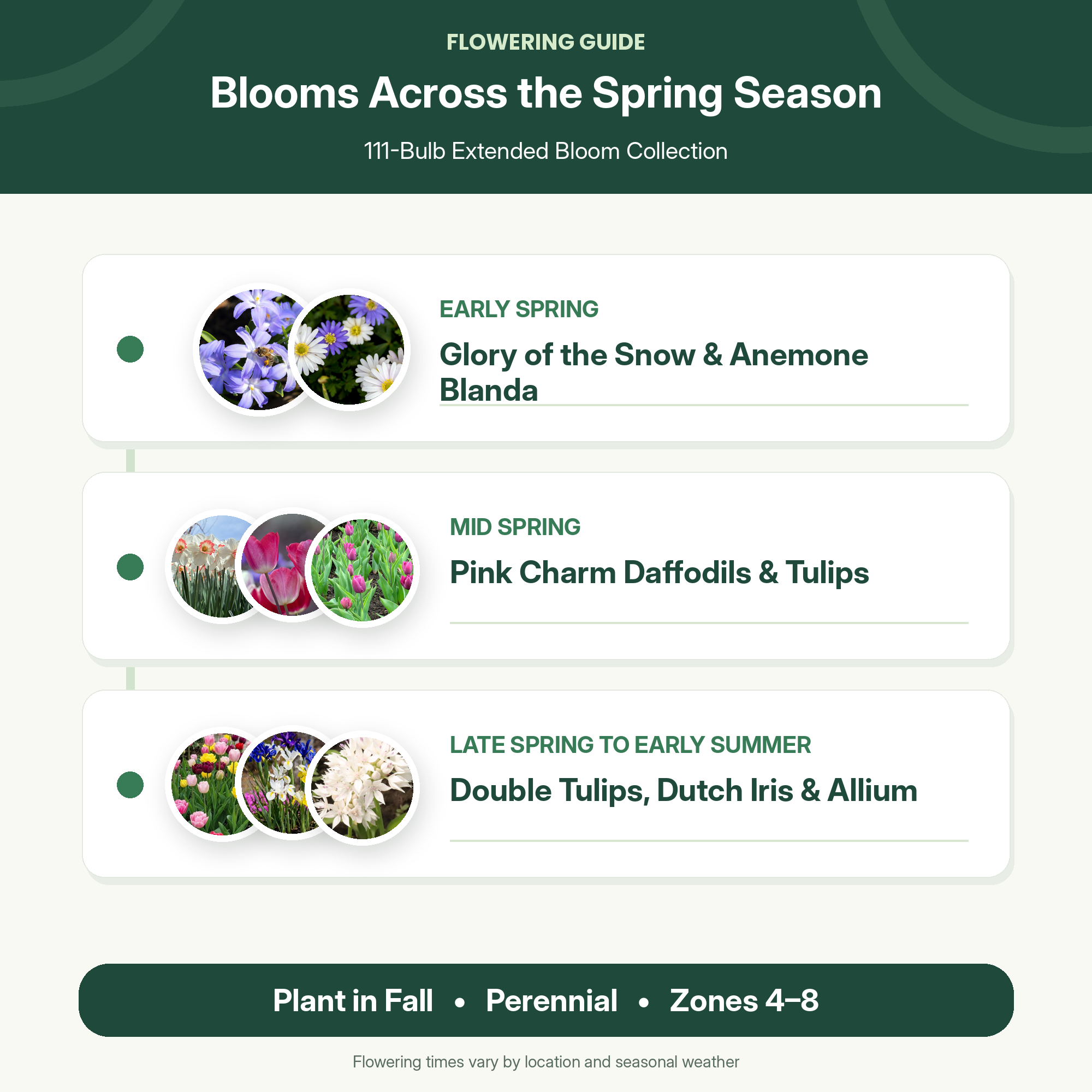 Spring Flower Bulbs Collection for Fall Planting – Tulips, Pink Daffodils, Allium, Anemone & Glory of the Snow – Perennial Bulb Mix