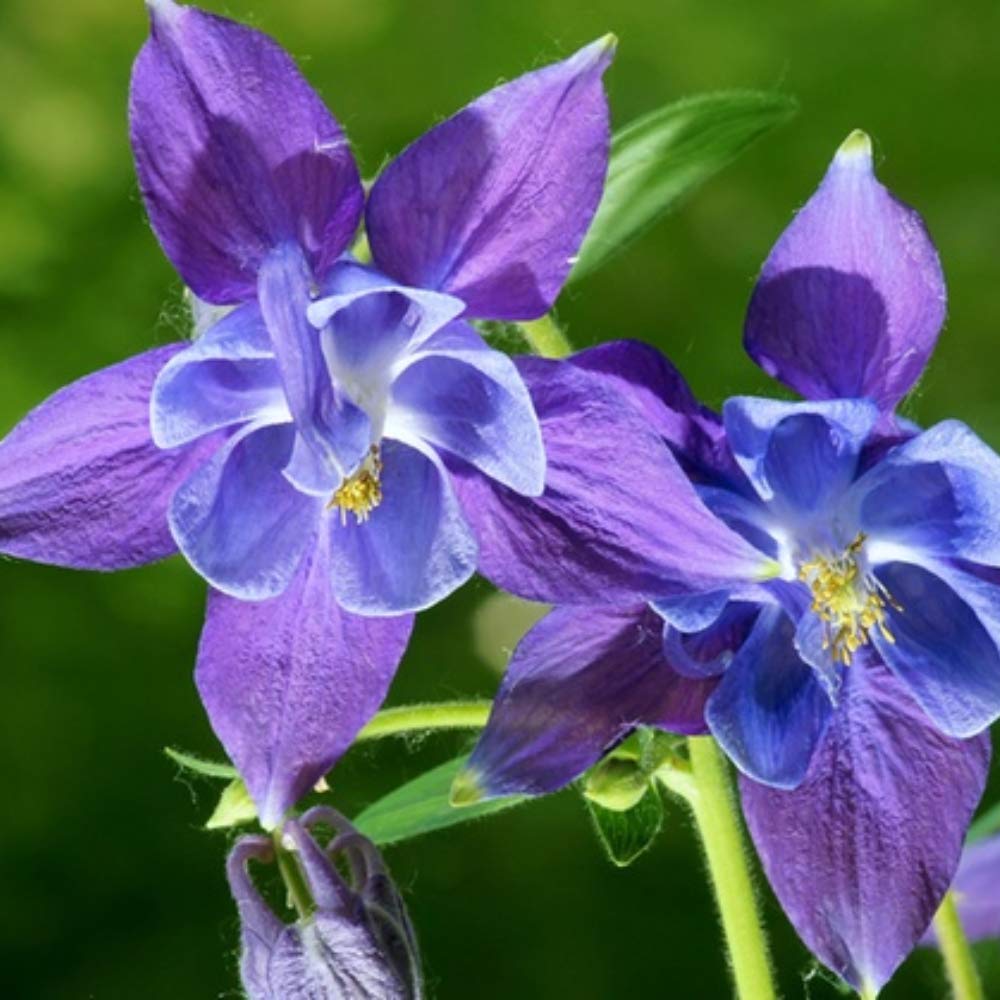 Sweet Caroline Columbine Flower Bulb Collection - Mix of Beautiful Pink, Purple, Red, White and Yellow Blooms - 5 Flower Bulbs (Pack of 5)