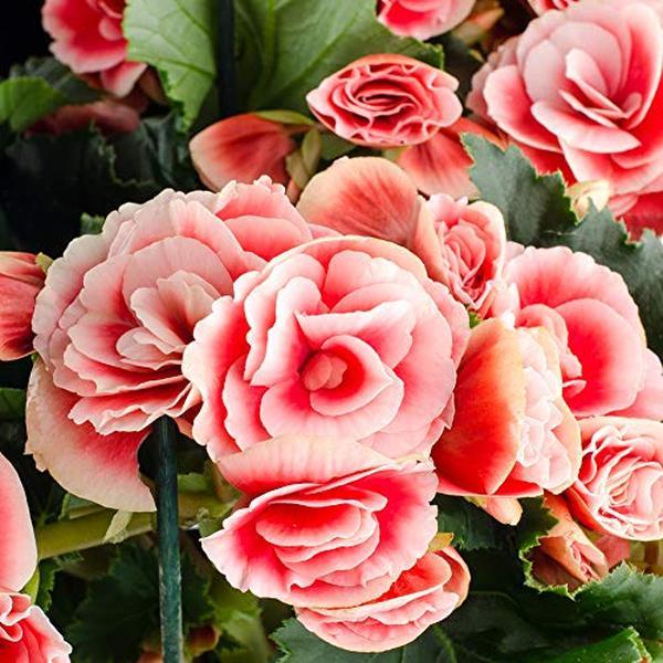 Strawberry Ripple Begonia Flowers - 4 Bulbs - Grows Three to Four Times Bigger - Pink & White  Blooms- Attracts Butterflies, Bees & Hummingbirds - Ideal for Planting Zones 3-10