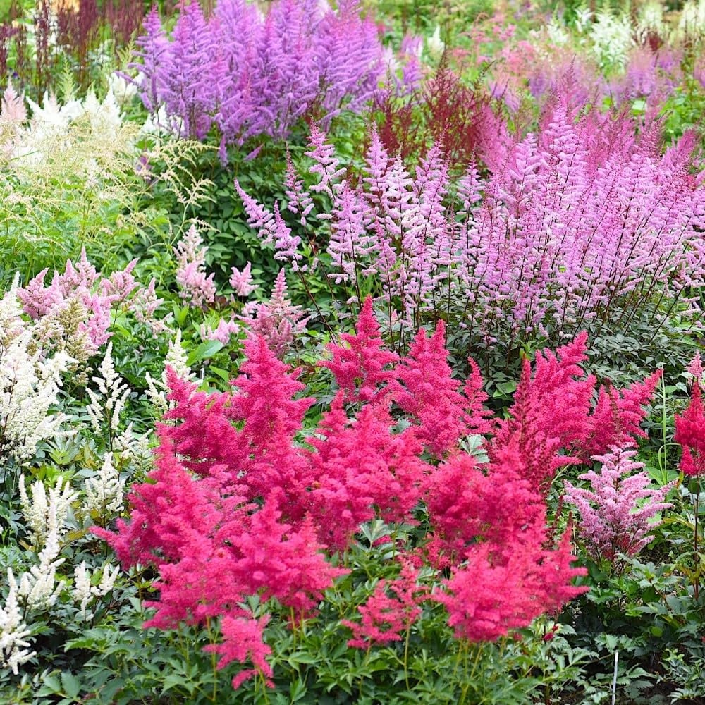 Giant Plume Assorted Astilbe Flower Bulbs (3-, 6-, 12-Pack with Planting Tool) Great Gardening Gift