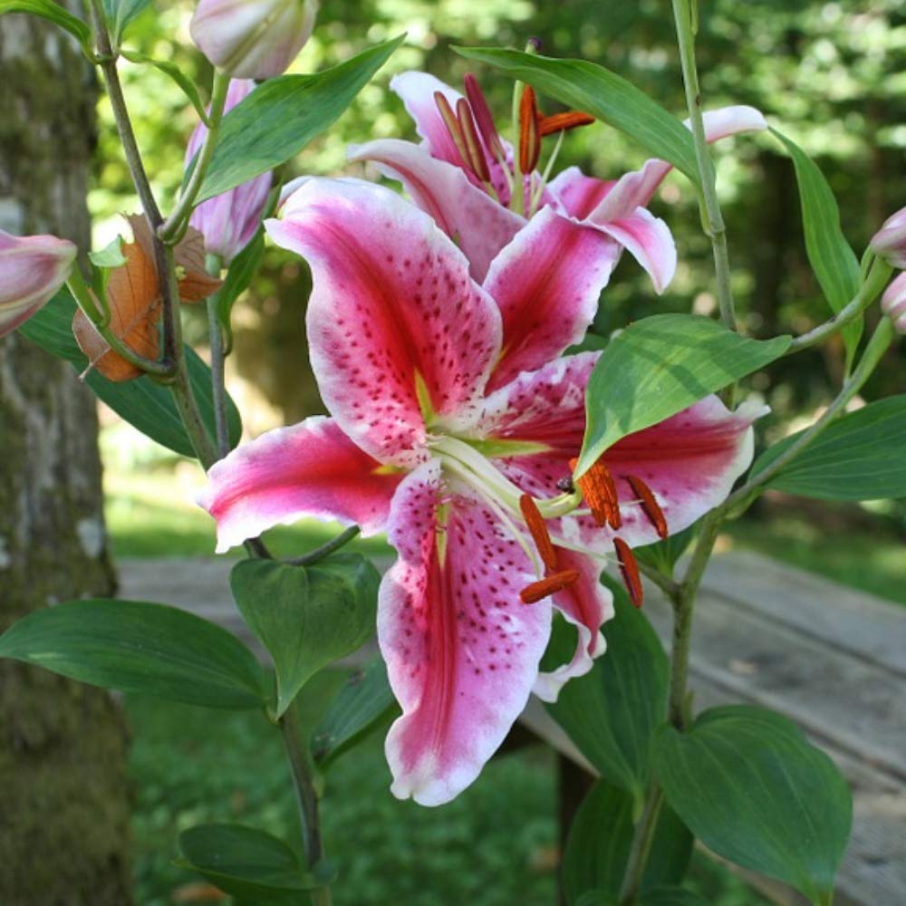 6 Pack Flower bulbs - Giant Stargazer Kissed Flower Lily Perennial Bulbs - Petals With Deep Fuchsia In The Middle Fading To Light Pink Trimmed In White - Easy to Grow Flowers for Your Home and Garden