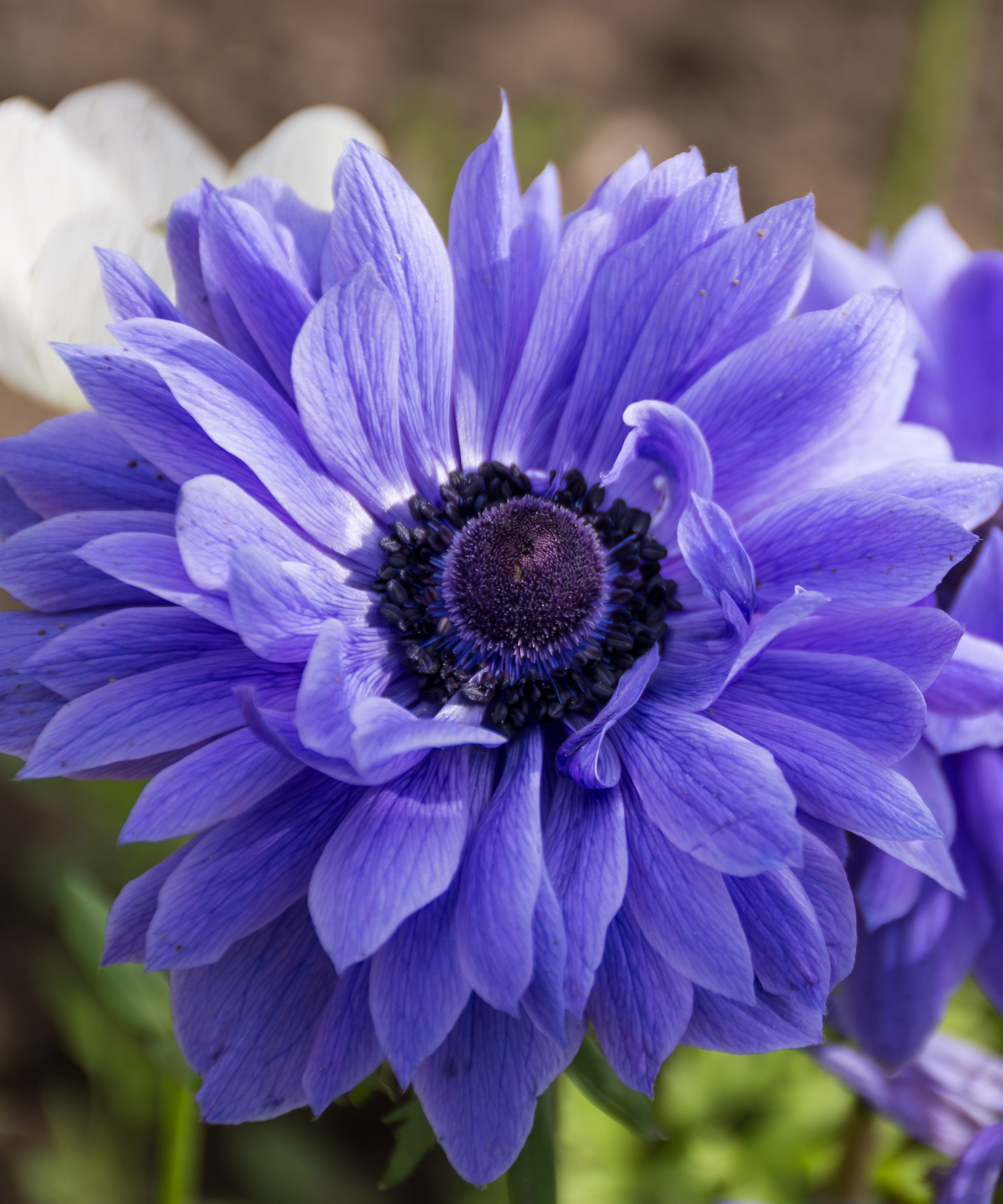 Lord Lieutenant Anemone Flower Bulbs – Double Blue Poppy Anemone Blooms – Great Cut Flowers