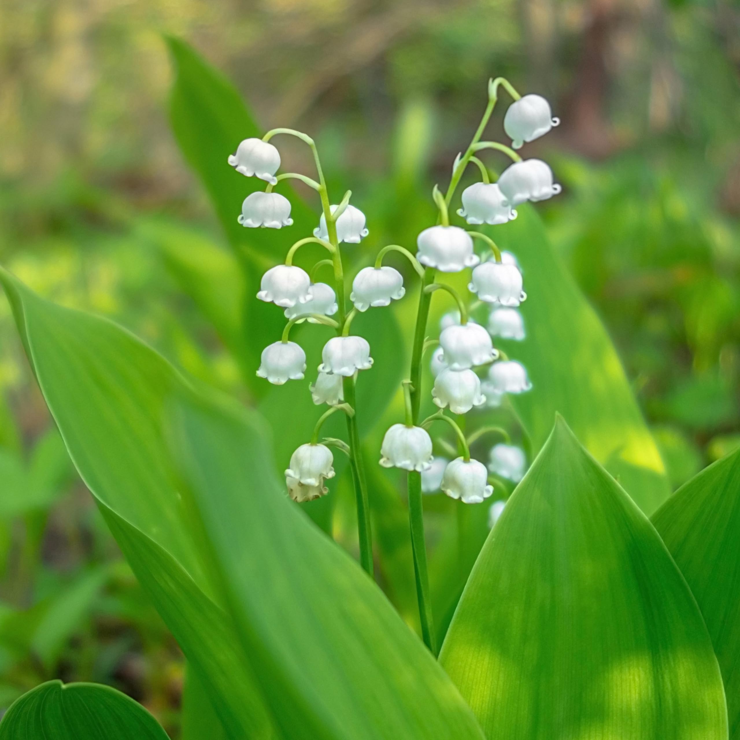 4 Sweet Dutch Lily of The Valley Perennial Flower Bulbs - Easy to Grow, Rich Scented, Wonderful Blooms and Beautiful Petals - Attracts Butterflies, Bees & Hummingbirds - Touch of ECO