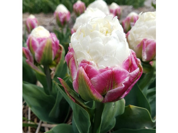 Double Scoop Ice Cream Tulip Bulbs – Pink & White Double Late Tulips – Fall Planting, Spring Blooming Perennial