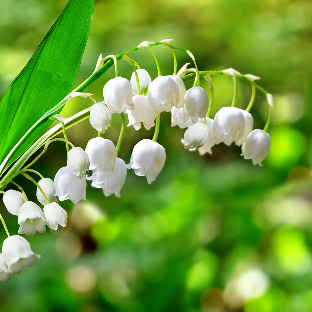 4 Sweet Dutch Lily of The Valley Perennial Flower Bulbs - Easy to Grow, Rich Scented, Wonderful Blooms and Beautiful Petals - Attracts Butterflies, Bees & Hummingbirds - Touch of ECO
