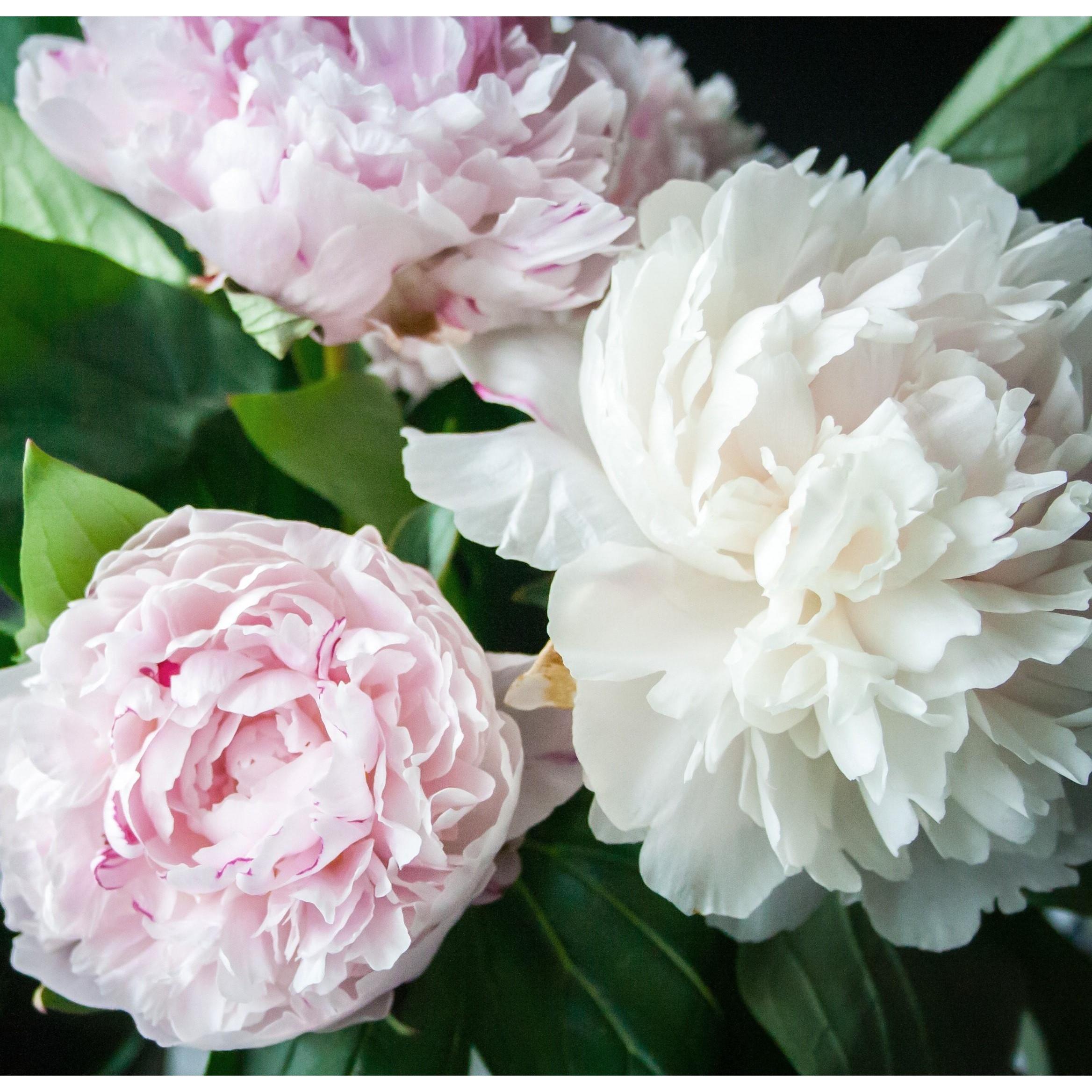 Jumbo Mixed Colorful Peonies Flowers - 4 Bulbs- Colorful Red, White & Pink Peony Flower Collection - Attracts Butterflies, Bees & Hummingbirds - These Double Blooms Measure Over 7 inches in Diameter - Great Gift!