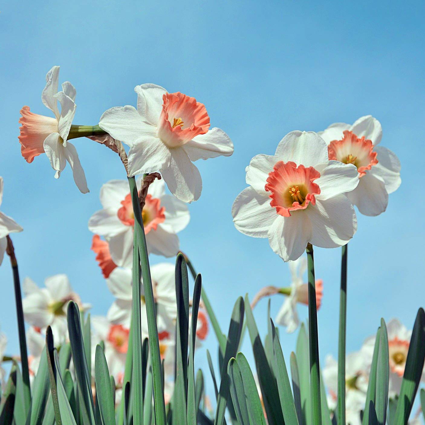 PINK DAFFODIL FLOWER BULBS - PACK OF 6