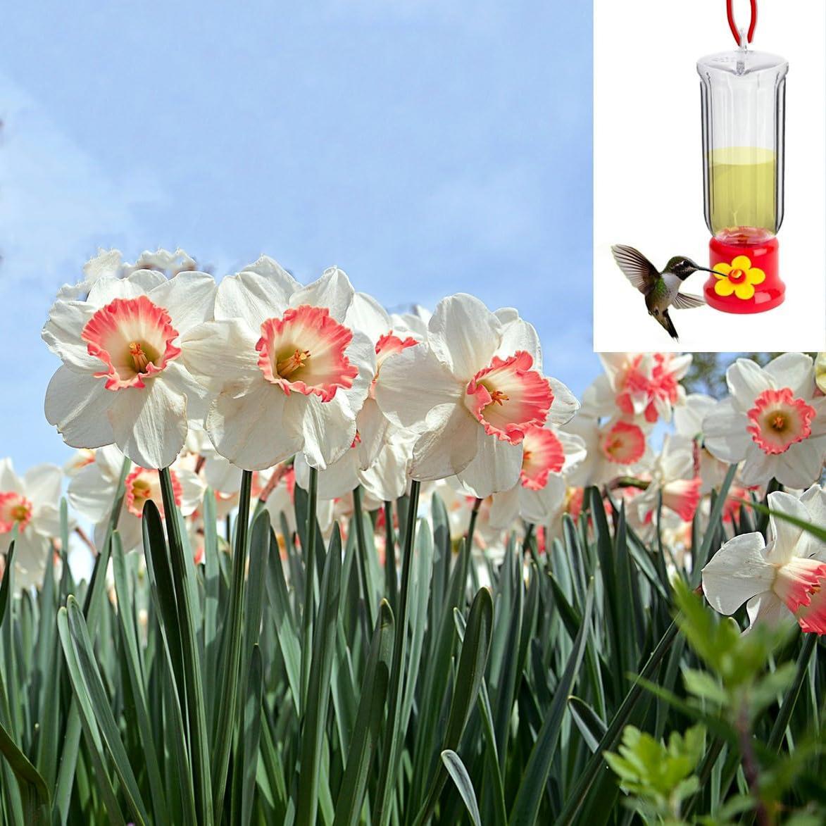 PINK DAFFODIL FLOWER BULBS - PACK OF 6