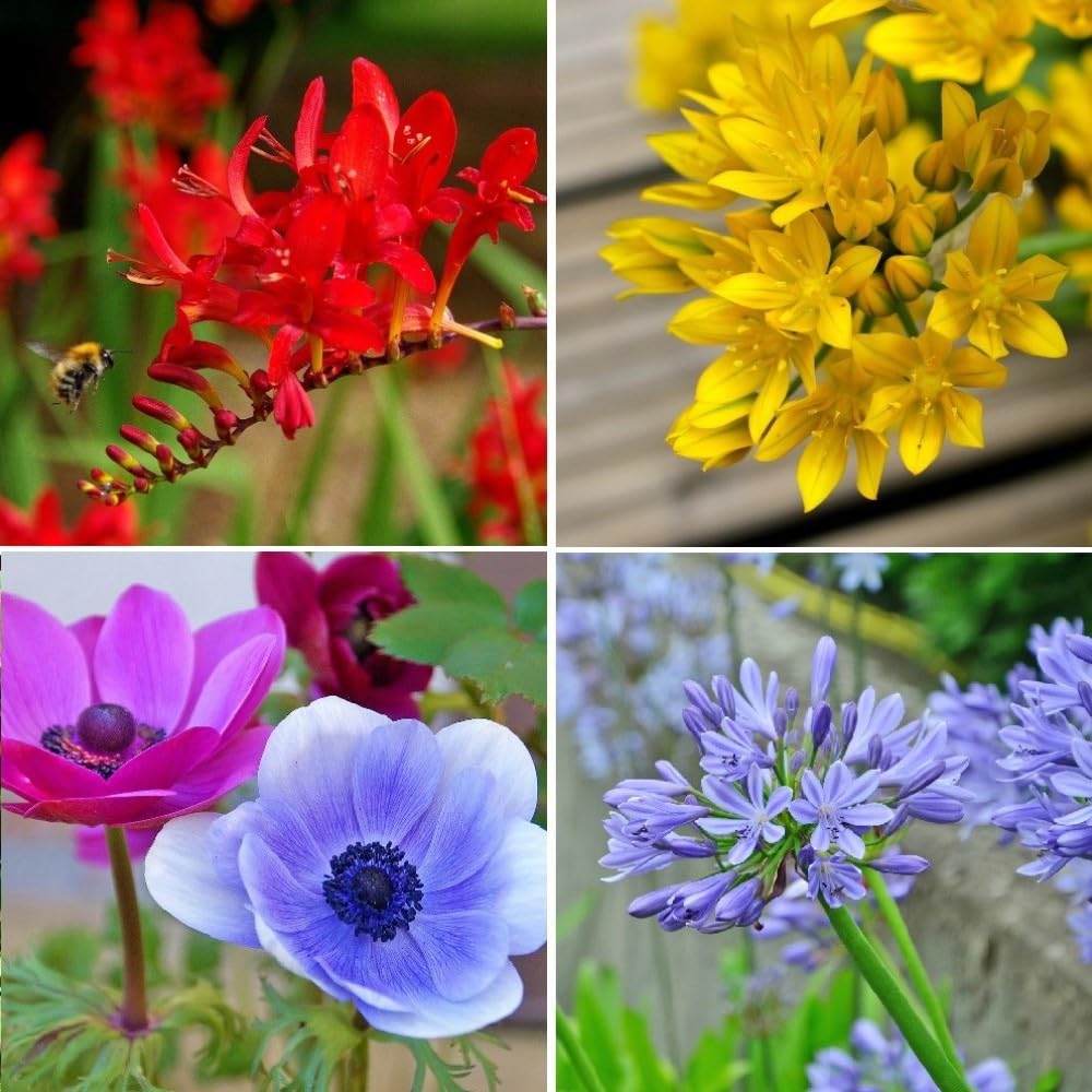 Birds & Bees English Flower Bulb Collection - Colorful Assortment of Flower Bulbs That Will Have Beautiful Blooms - 100 Flower Bulbs