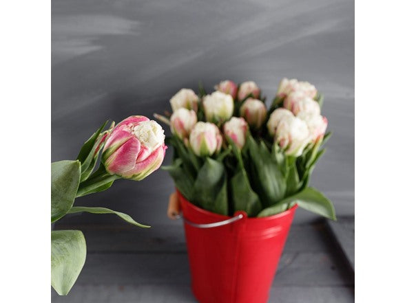 Double Scoop Ice Cream Tulip Bulbs – Pink & White Double Late Tulips – Fall Planting, Spring Blooming Perennial