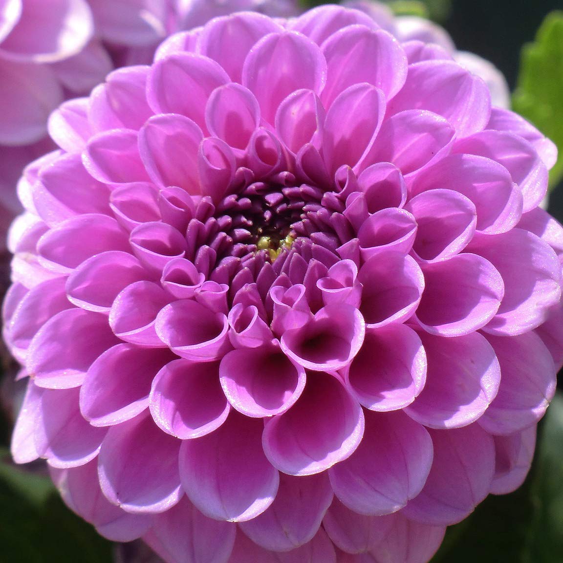 7 Grand Duchess Lilac Dahlia Flowers Bulbs - Colorful Purple Spiky Flowers, Easy to Grow - Attracts Butterflies, Bees & Hummingbirds - Touch of ECO