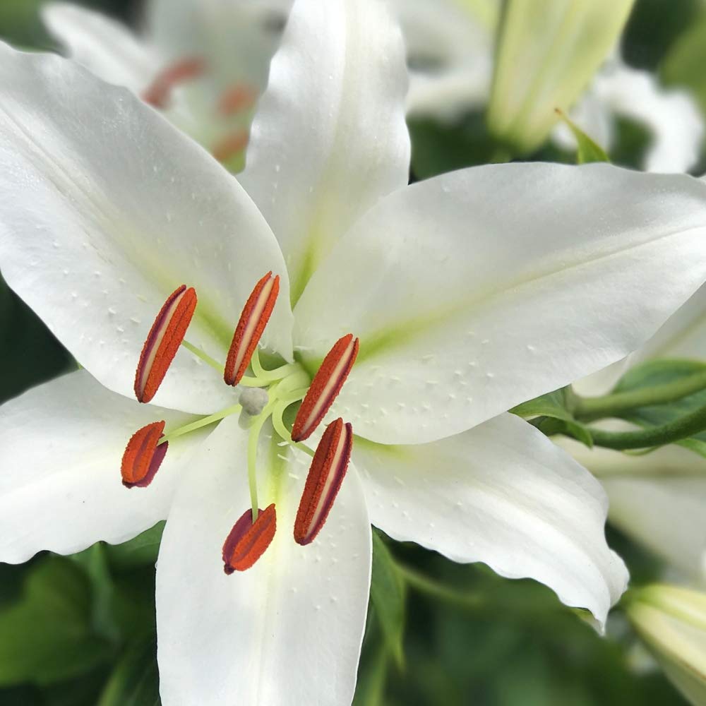 3 Giant "Pretty Lady" Tree Lily Flower Bulbs - Pure White Blooms and Impressive Size and Grace. Amazingly Tall Lily Tree - Plants for Your Home and Garden -Attracts Butterflies, Bees & Hummingbirds