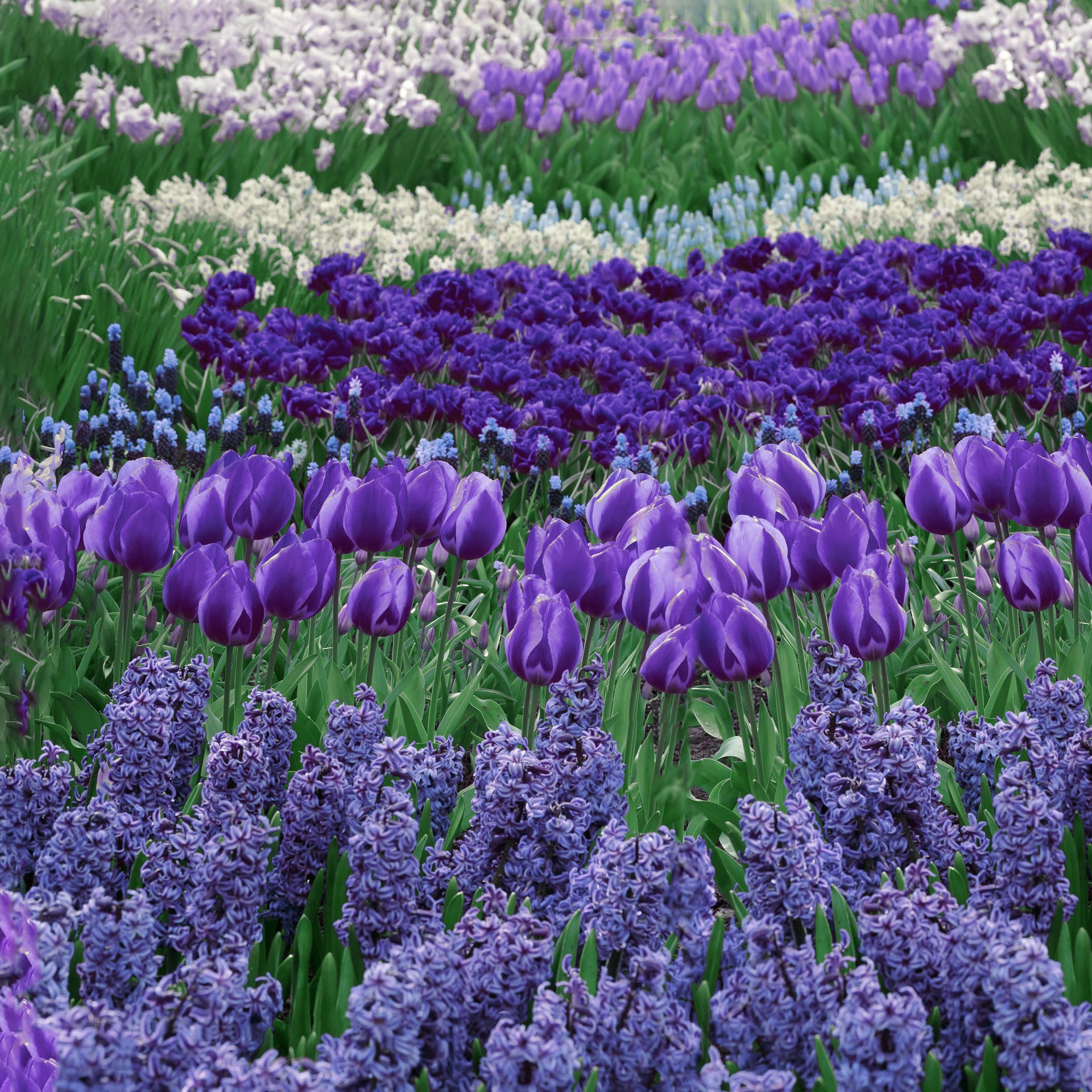 Blue Garden Flower Bulb Collection – Mixed Blue Spring Blooming Perennials