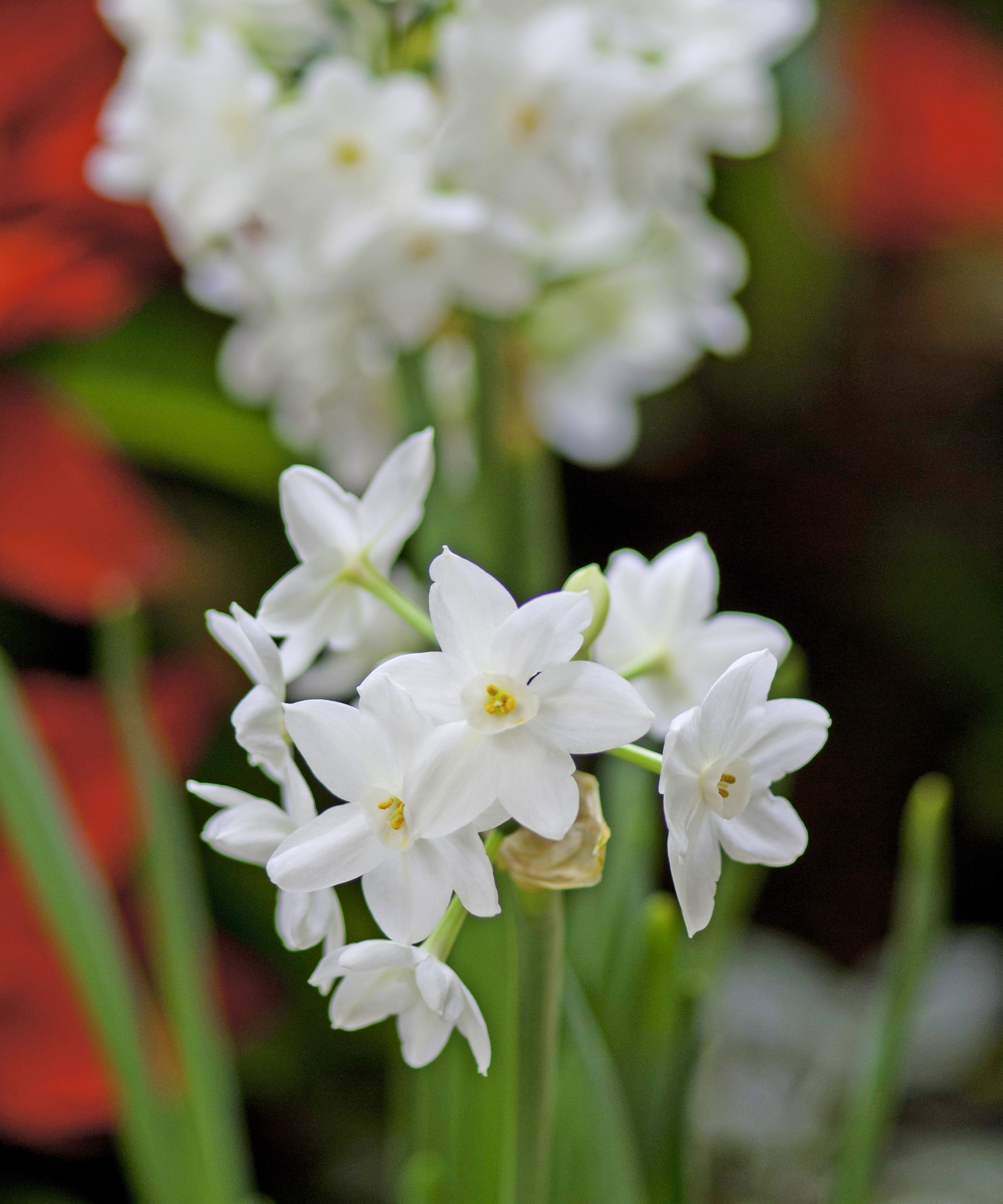 Paperwhite Narcissus Flower Bulbs – Fragrant White Blooms – Easy to Grow Indoors or Outdoors