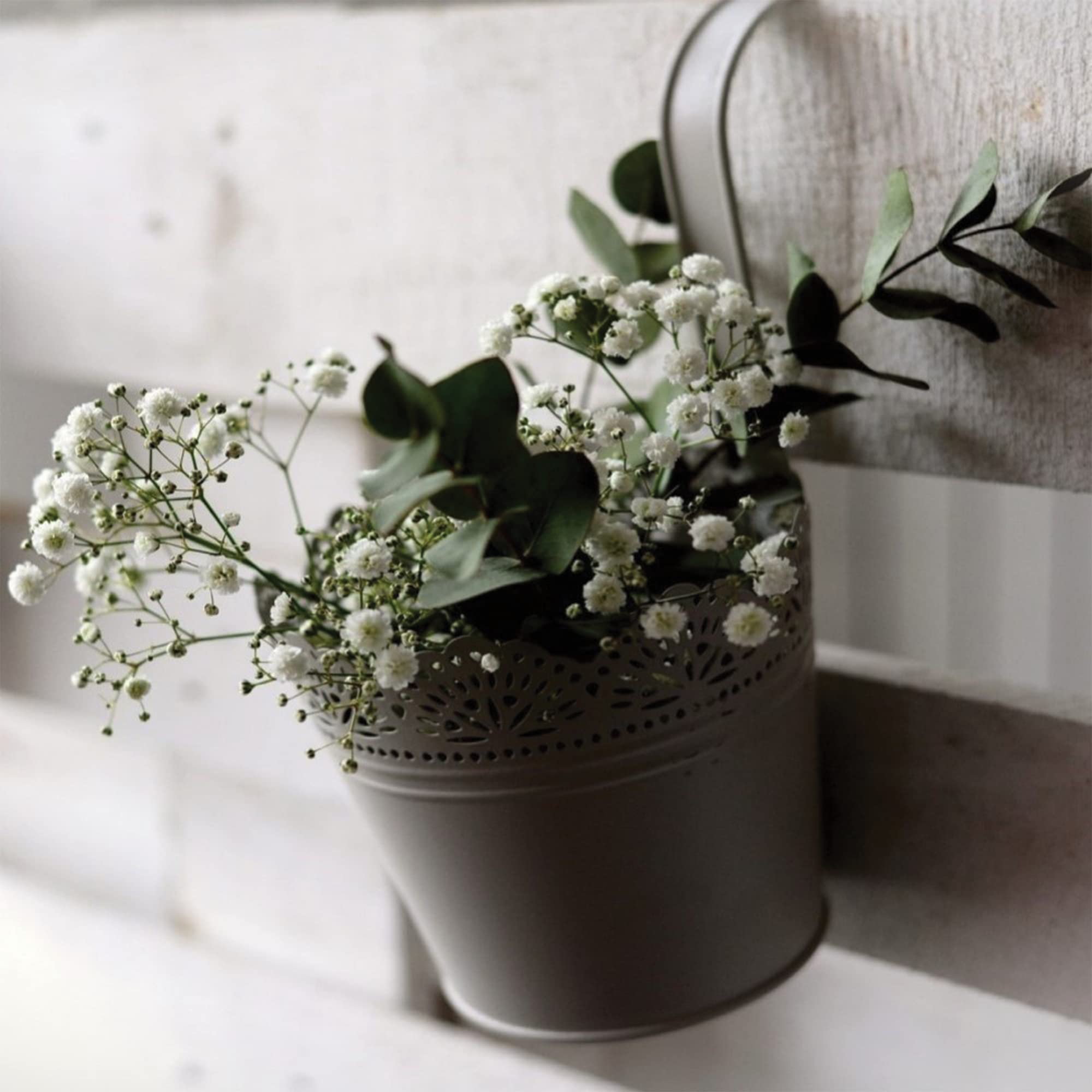 Snowy White Baby's Breath Flower Bulbs
